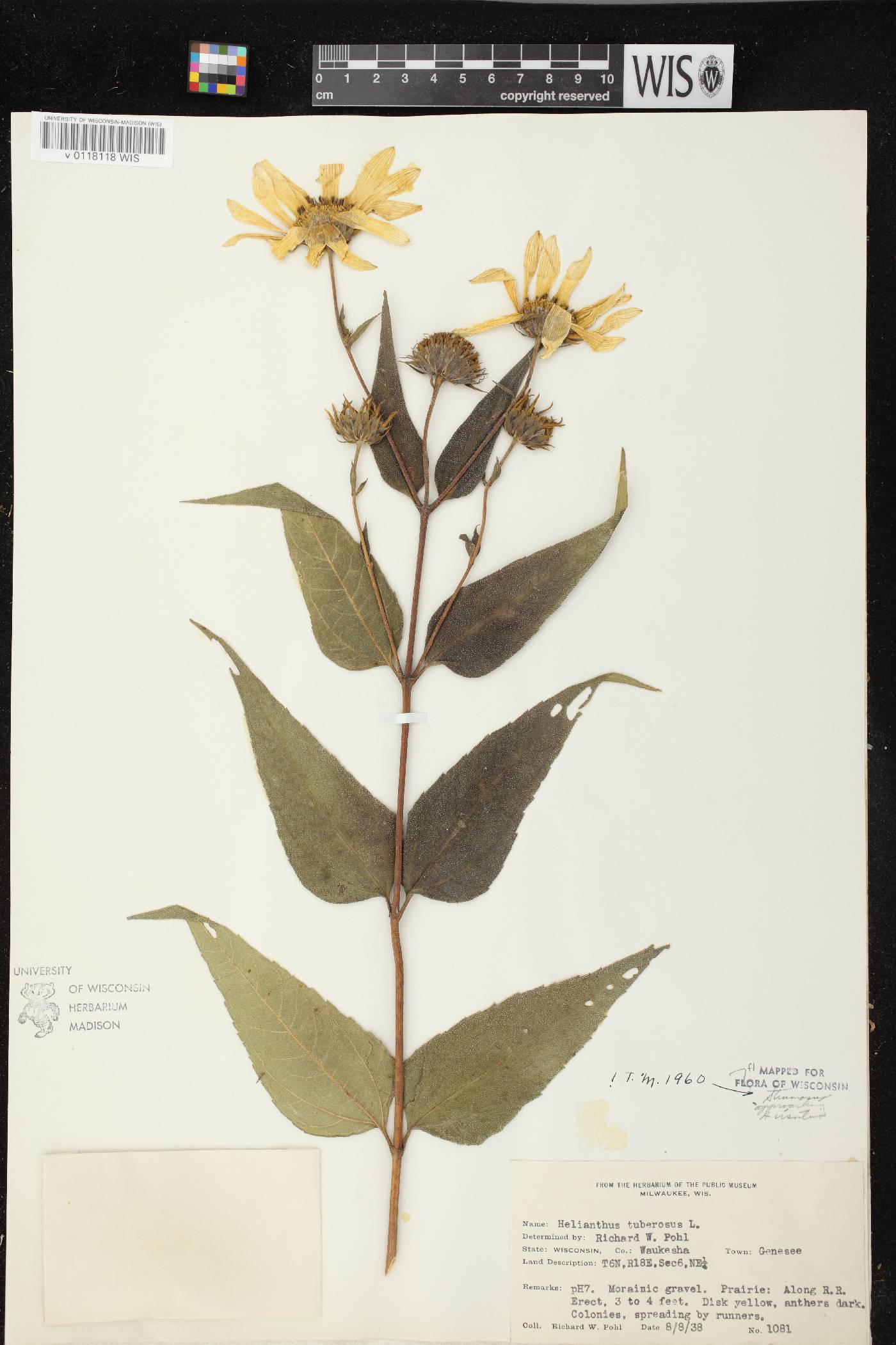 Helianthus hirsutus image
