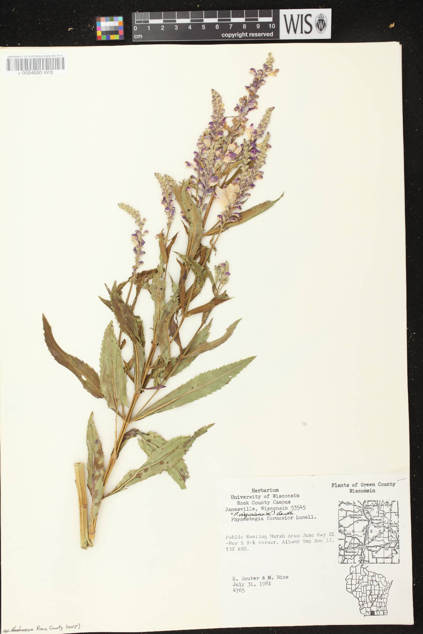 Physostegia virginiana image