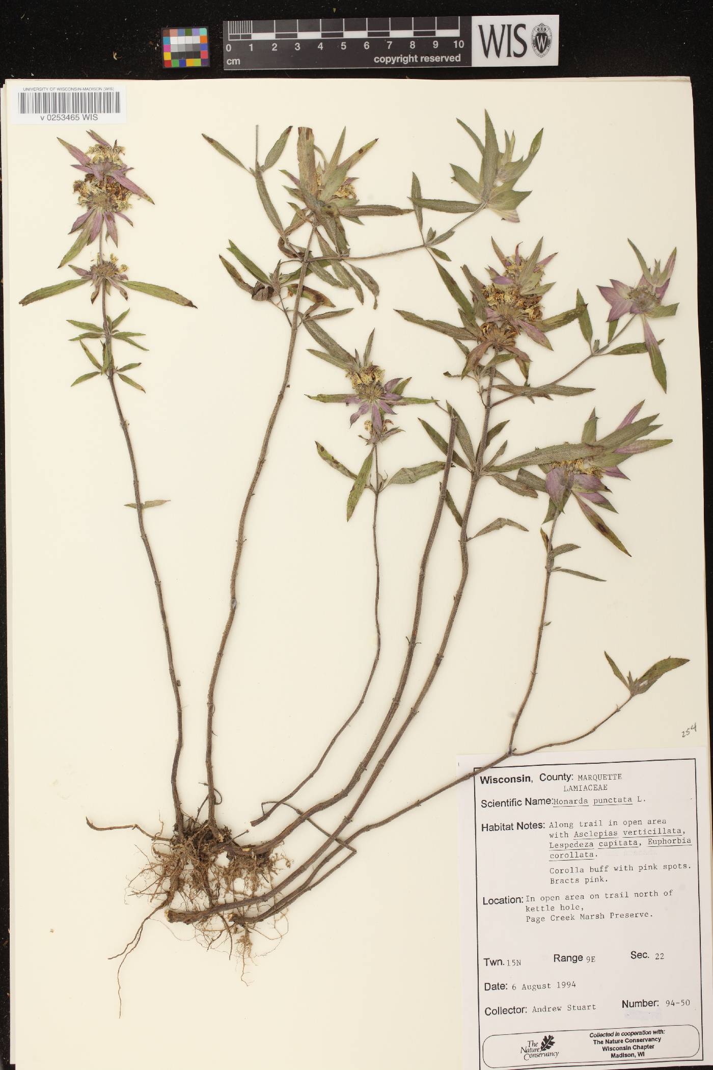 Monarda punctata image