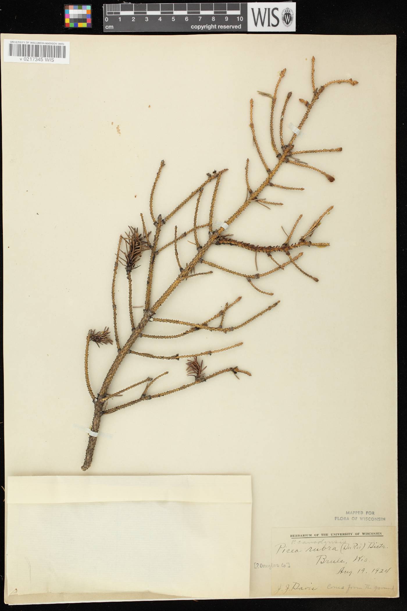 Picea glauca image
