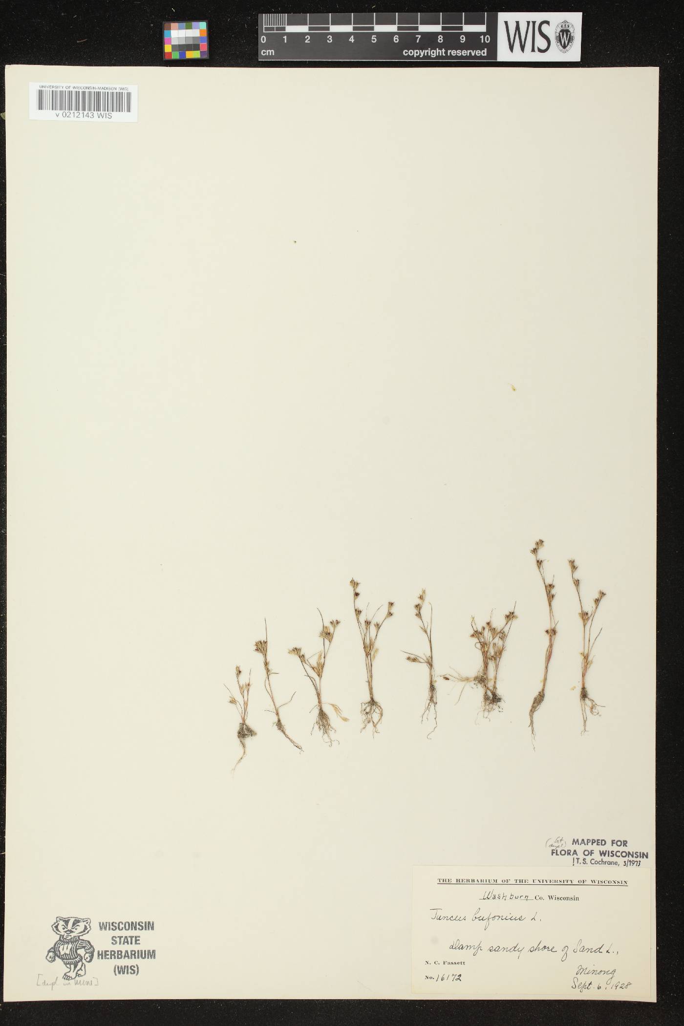 Juncus bufonius image