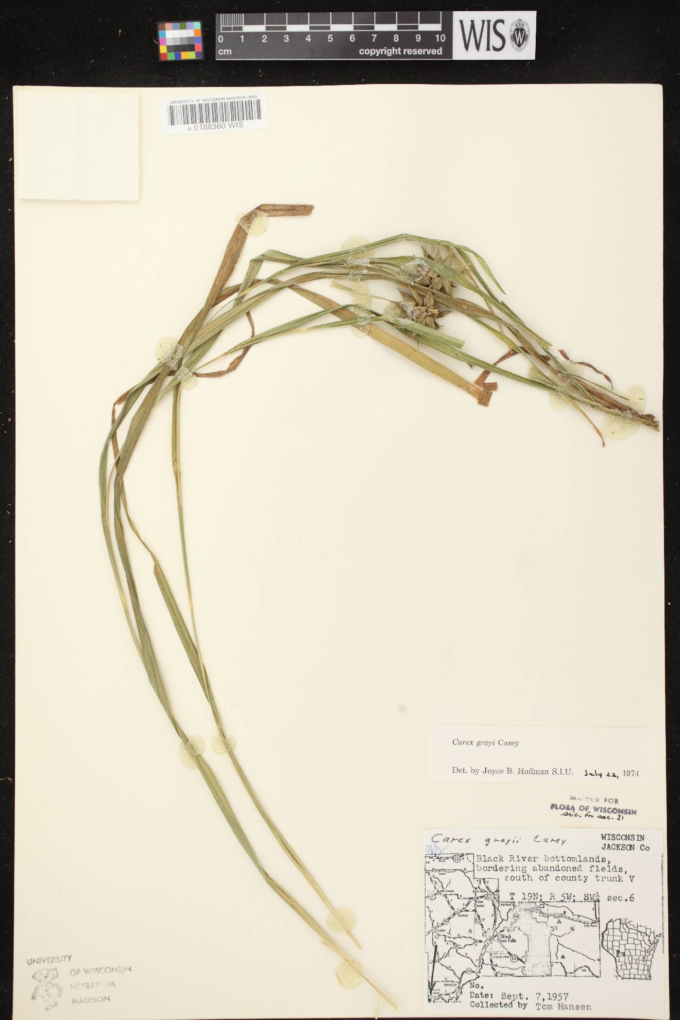 Carex grayi image