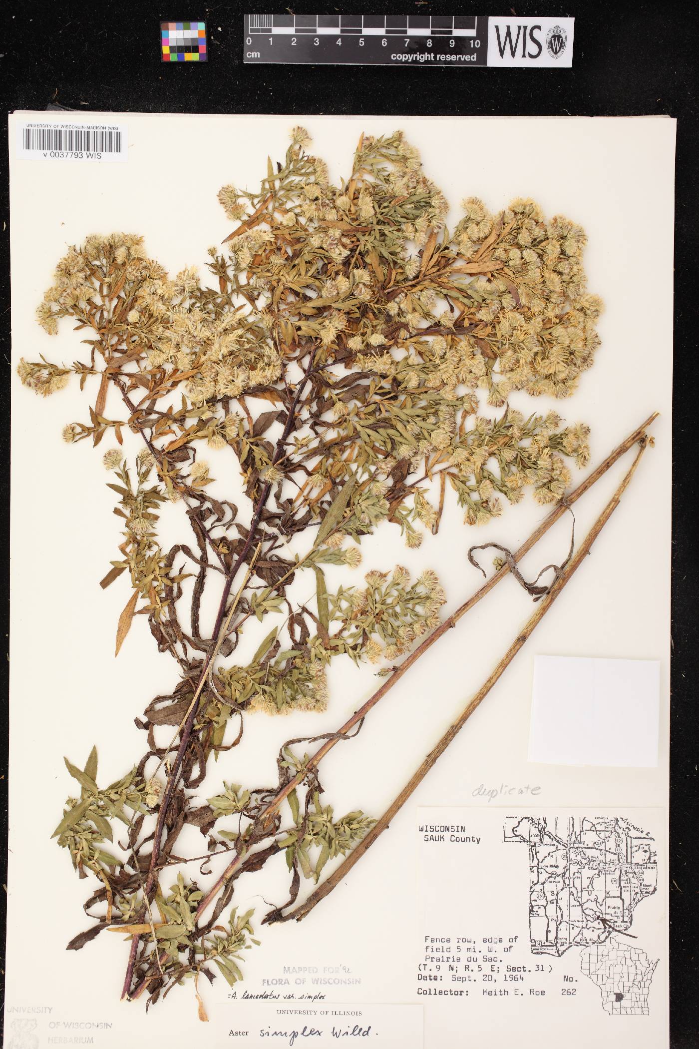 Symphyotrichum lanceolatum var. lanceolatum image
