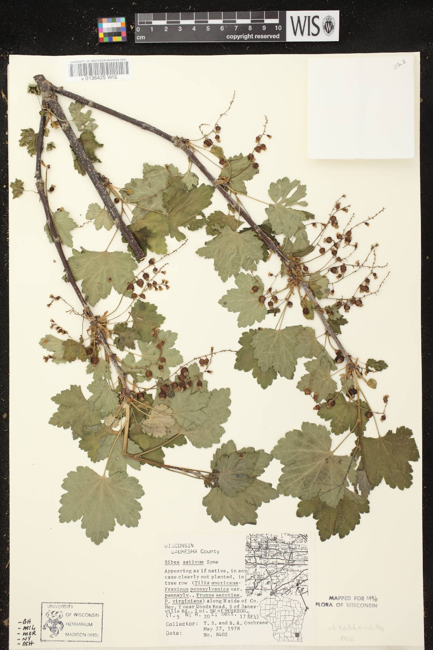 Ribes rubrum image