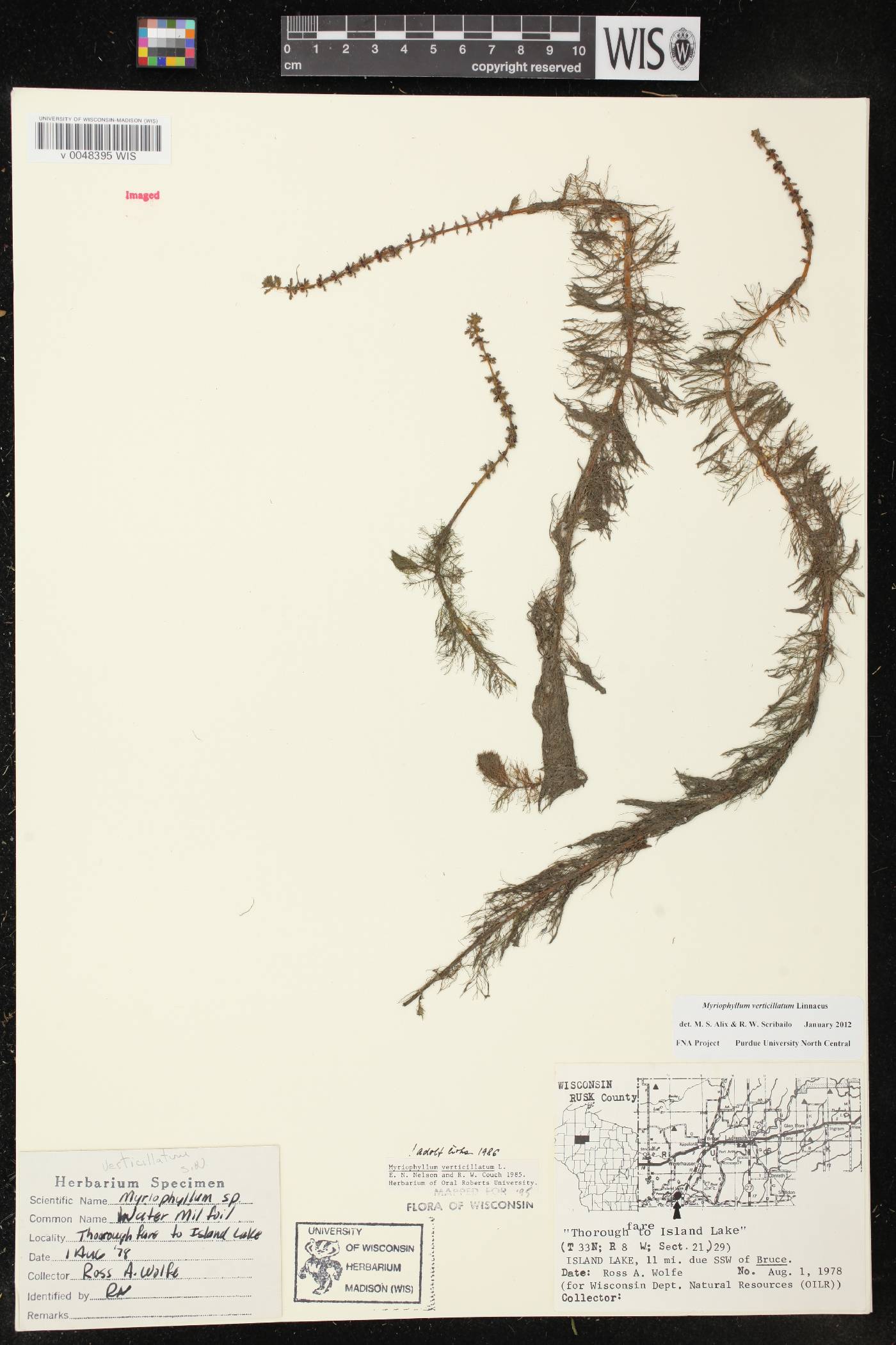 Myriophyllum verticillatum image