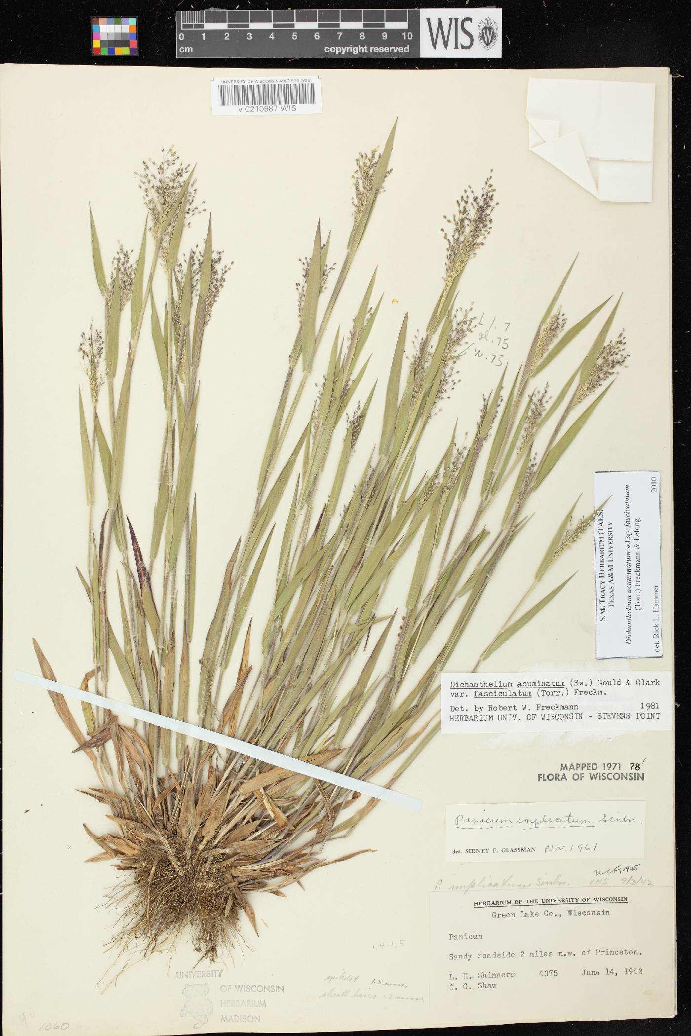 Dichanthelium acuminatum var. fasciculatum image