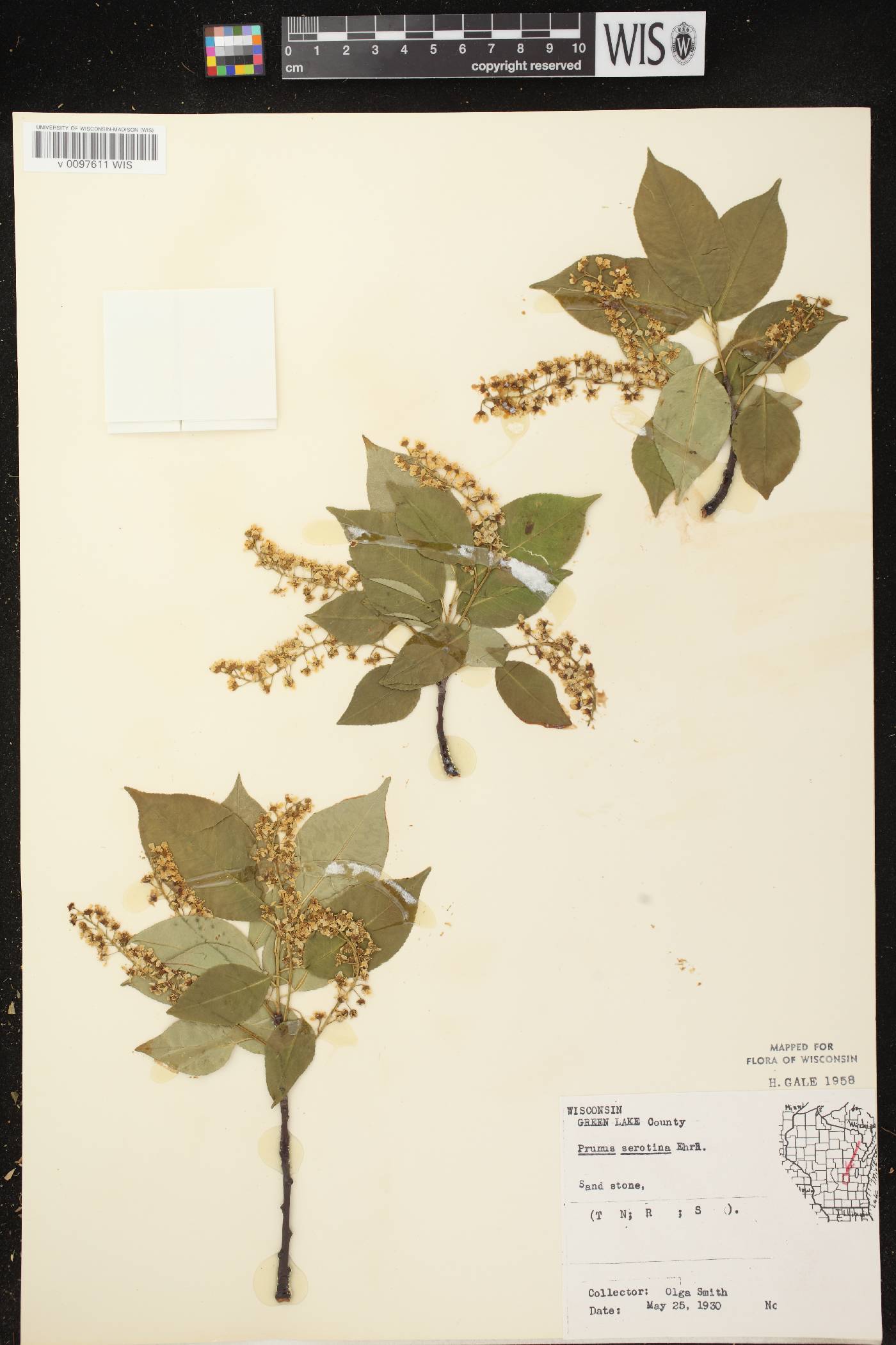 Prunus serotina image
