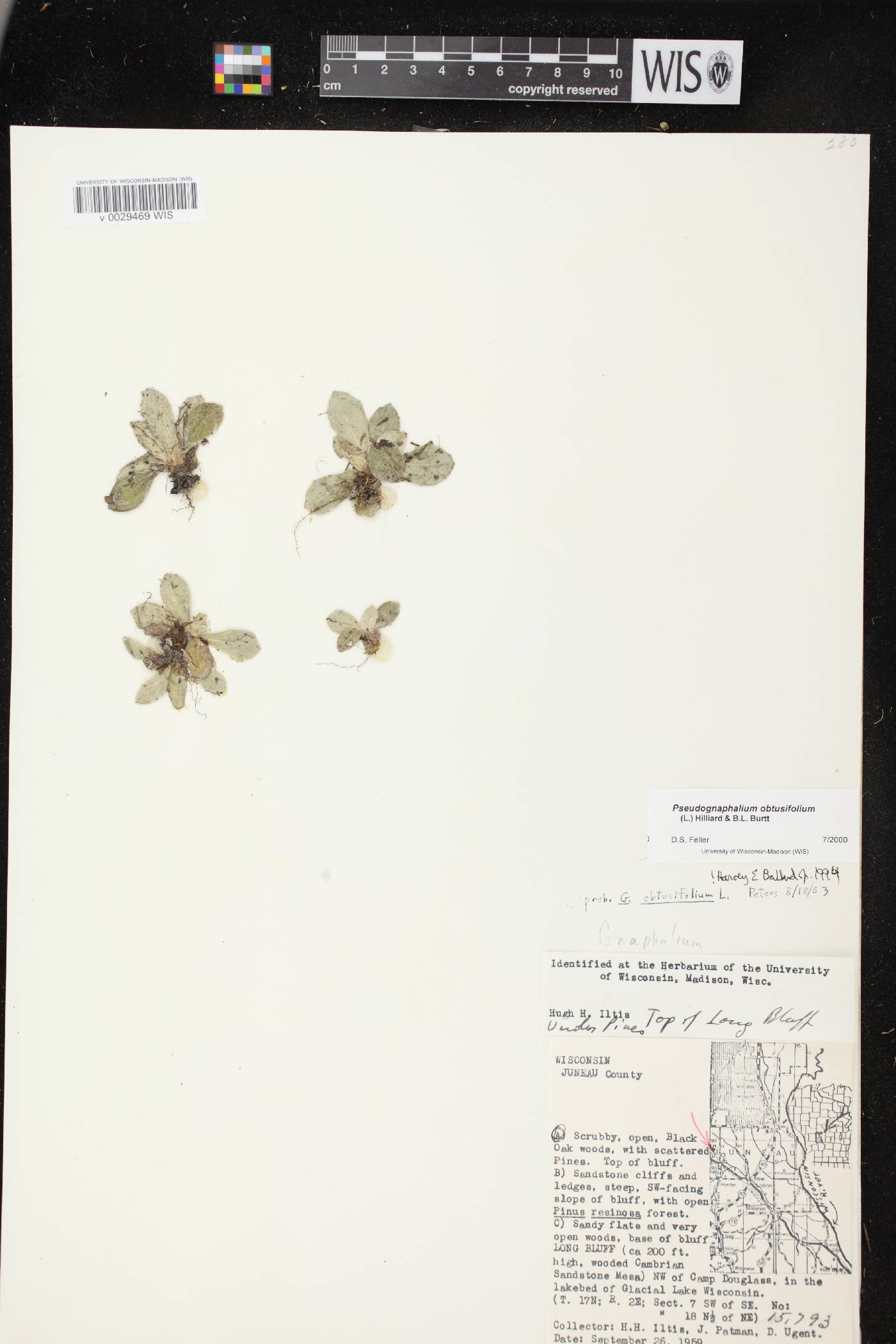 Pseudognaphalium obtusifolium image