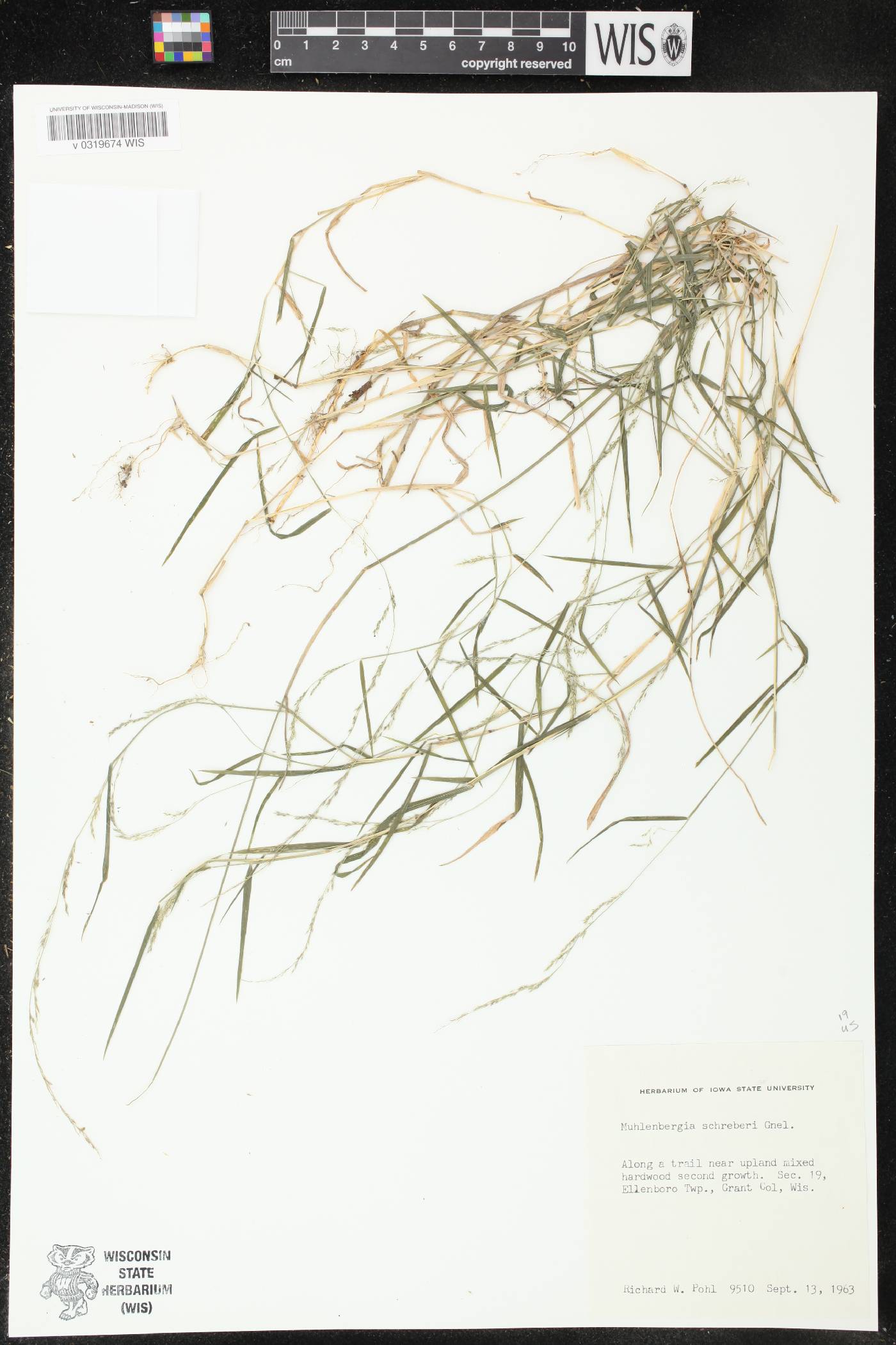 Muhlenbergia schreberi image