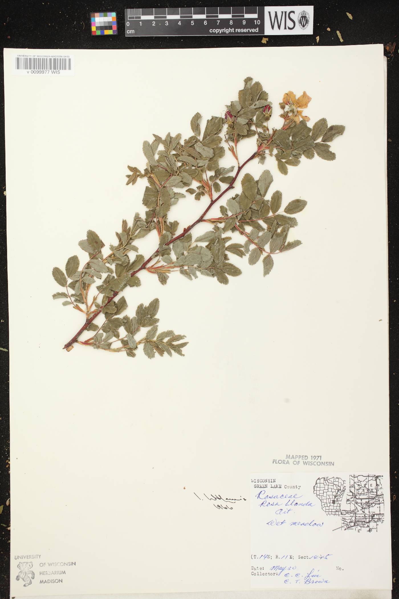 Rosa blanda image