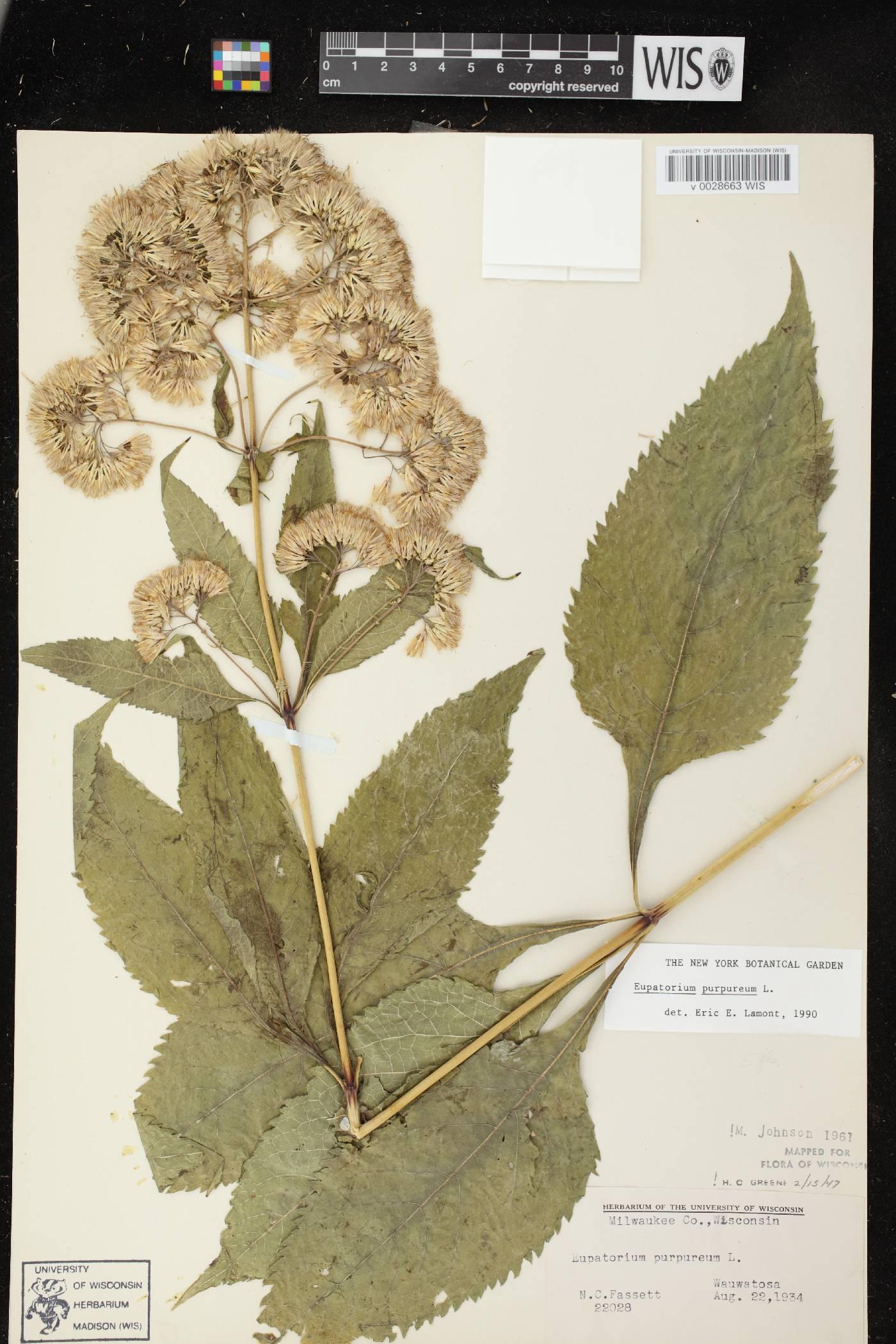 Eutrochium purpureum image