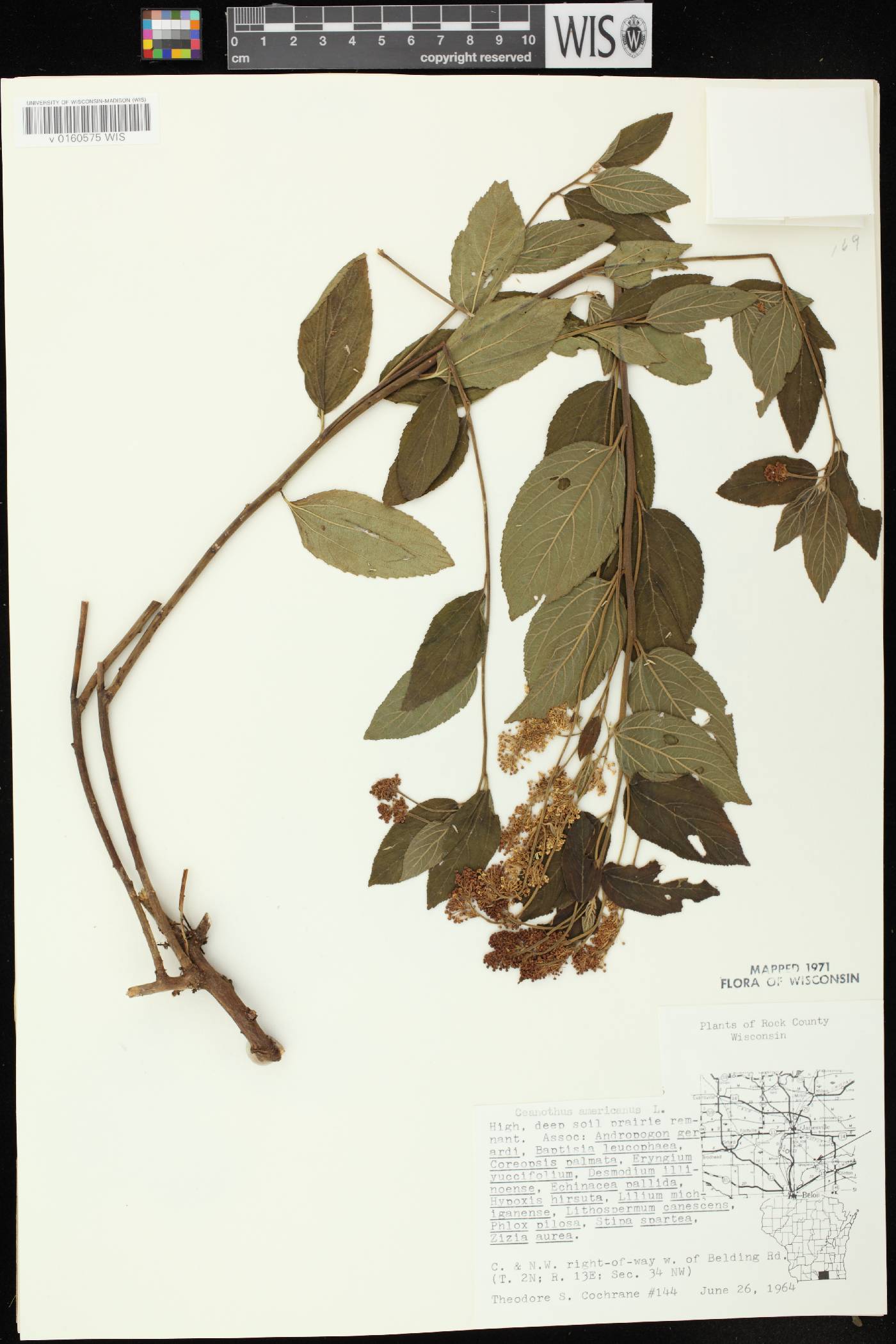 Ceanothus americanus image