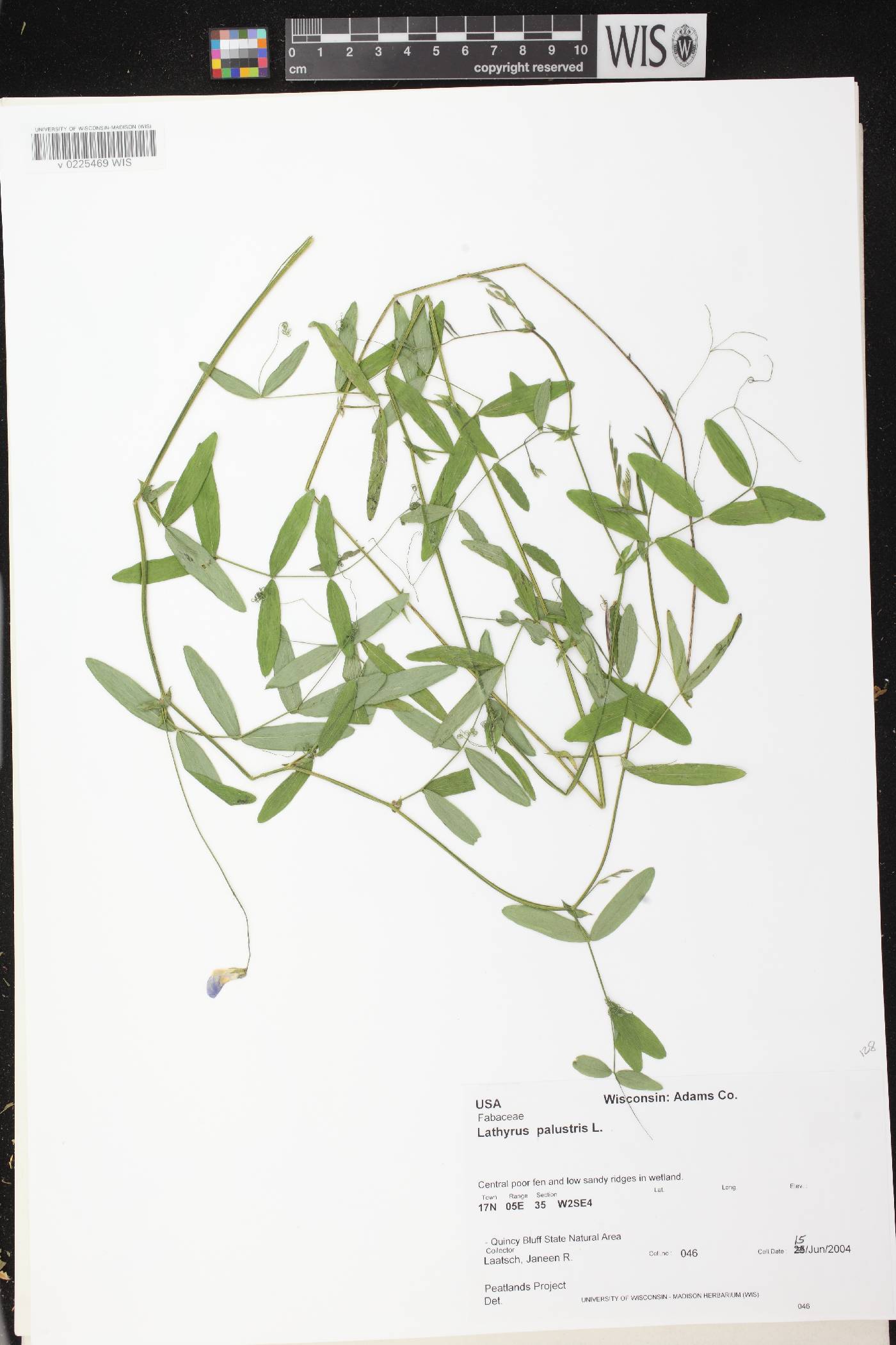 Lathyrus palustris image