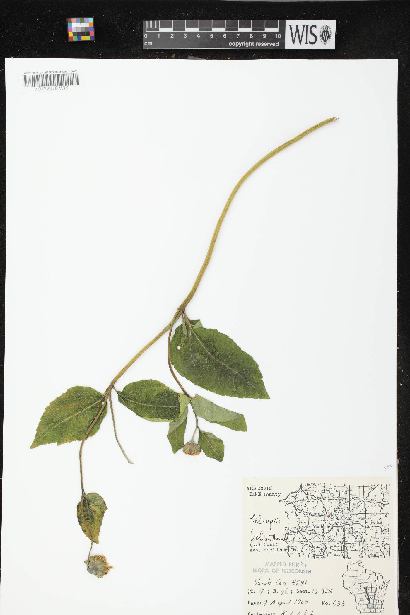Heliopsis helianthoides image