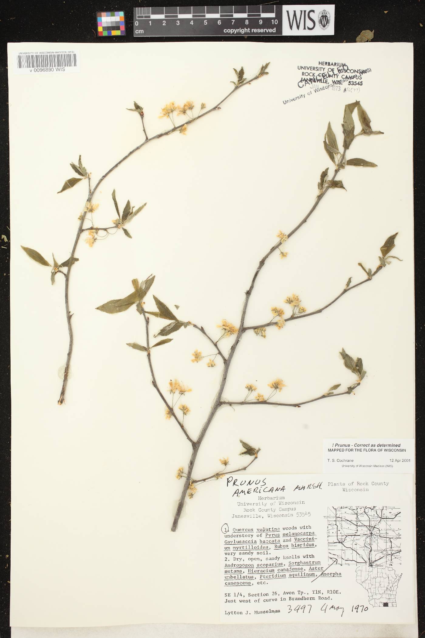 Prunus americana image