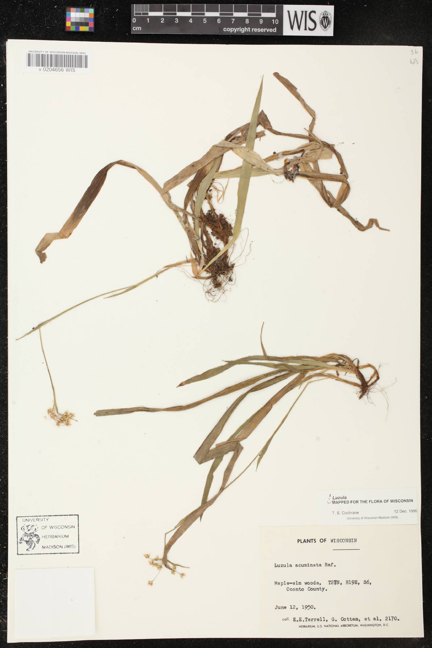 Luzula acuminata image
