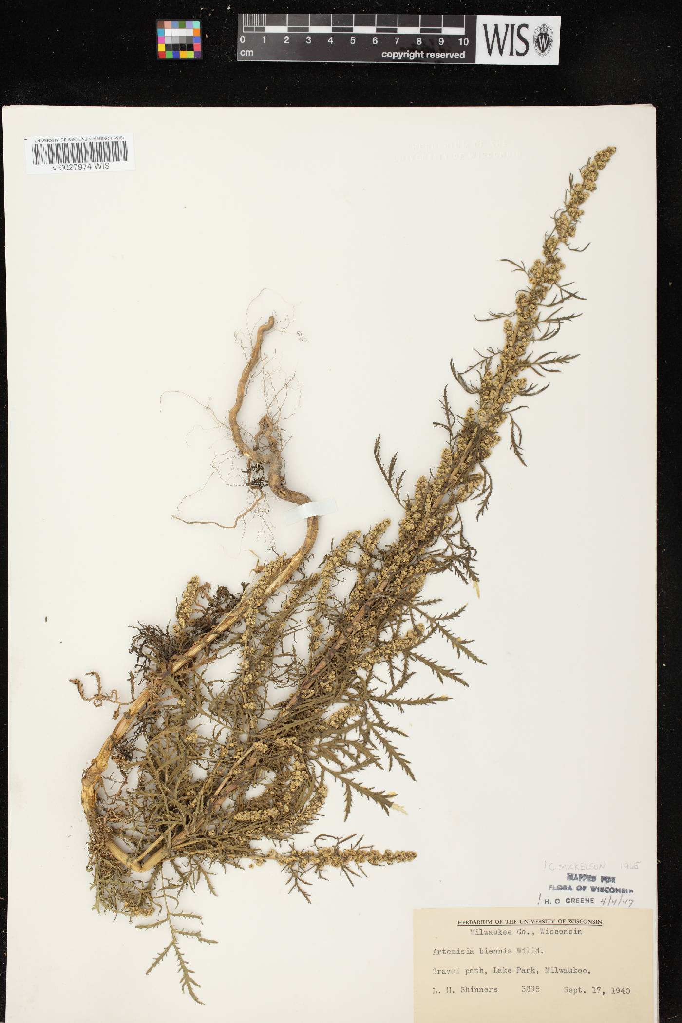 Artemisia biennis image