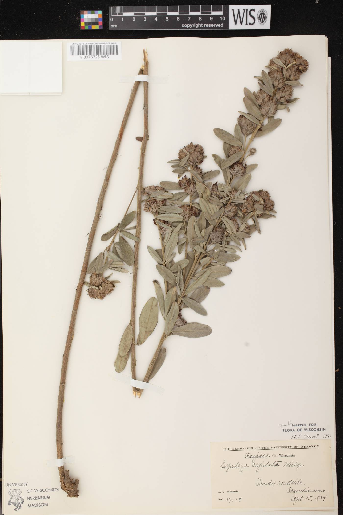 Lespedeza capitata image