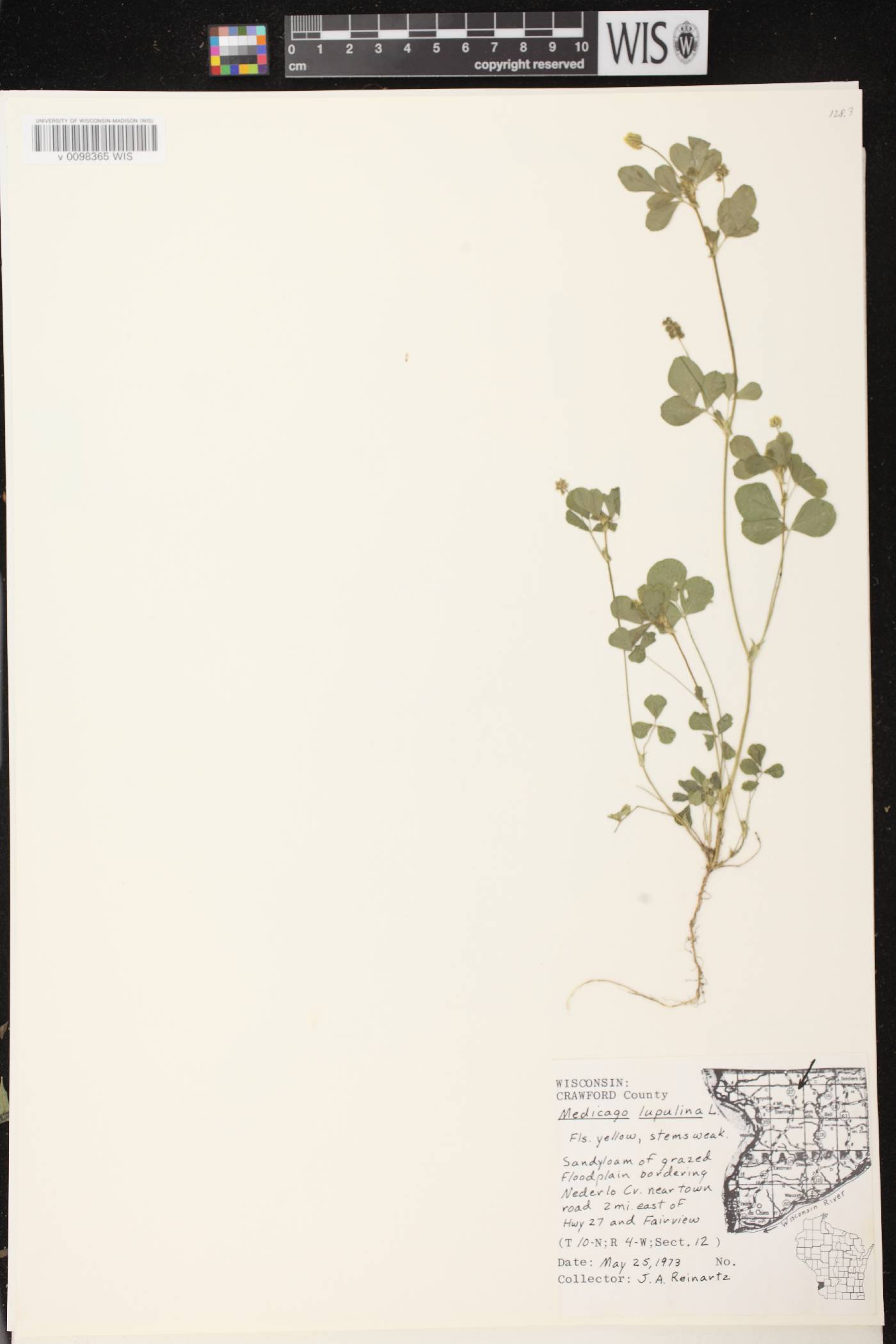 Medicago lupulina image