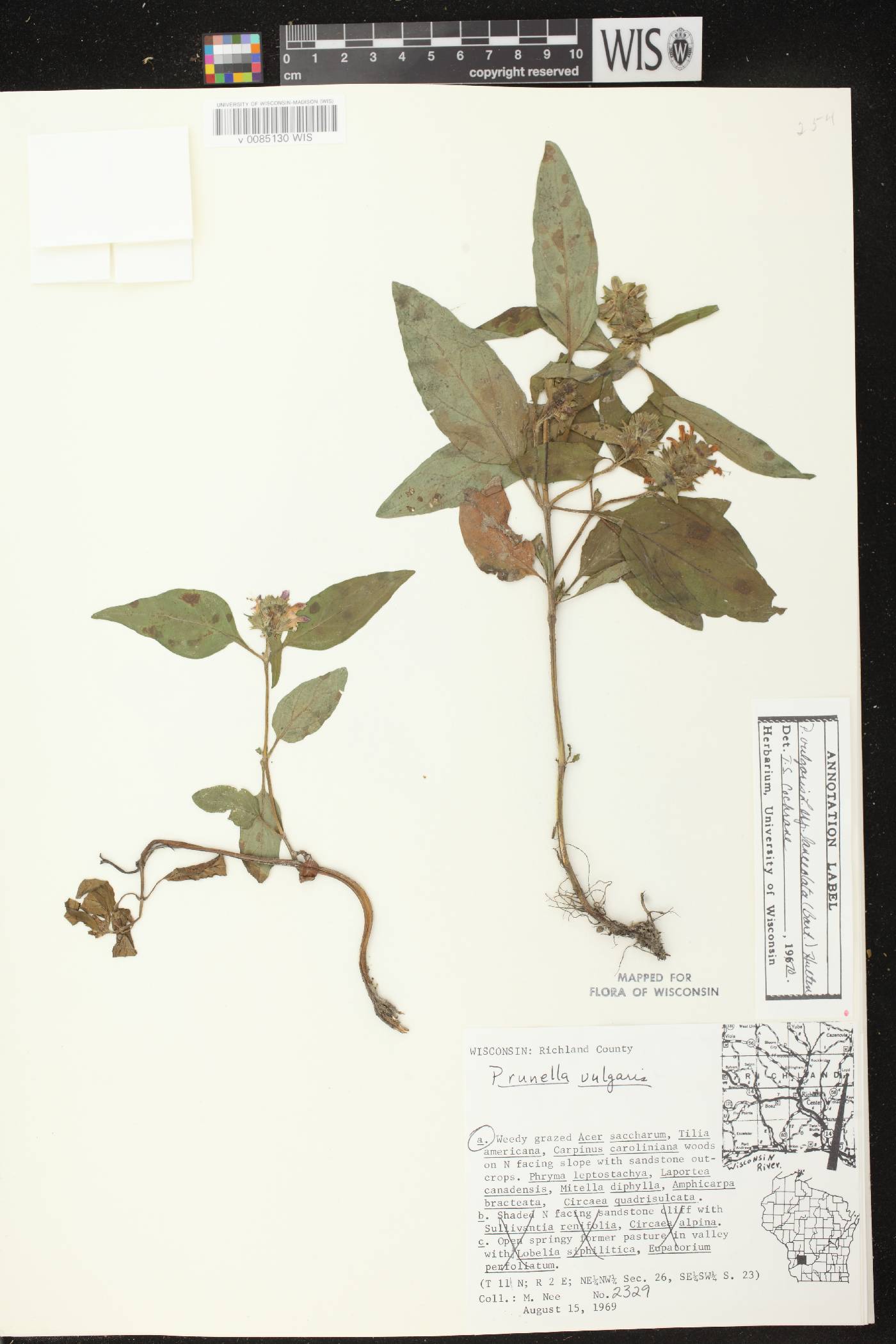 Prunella vulgaris image