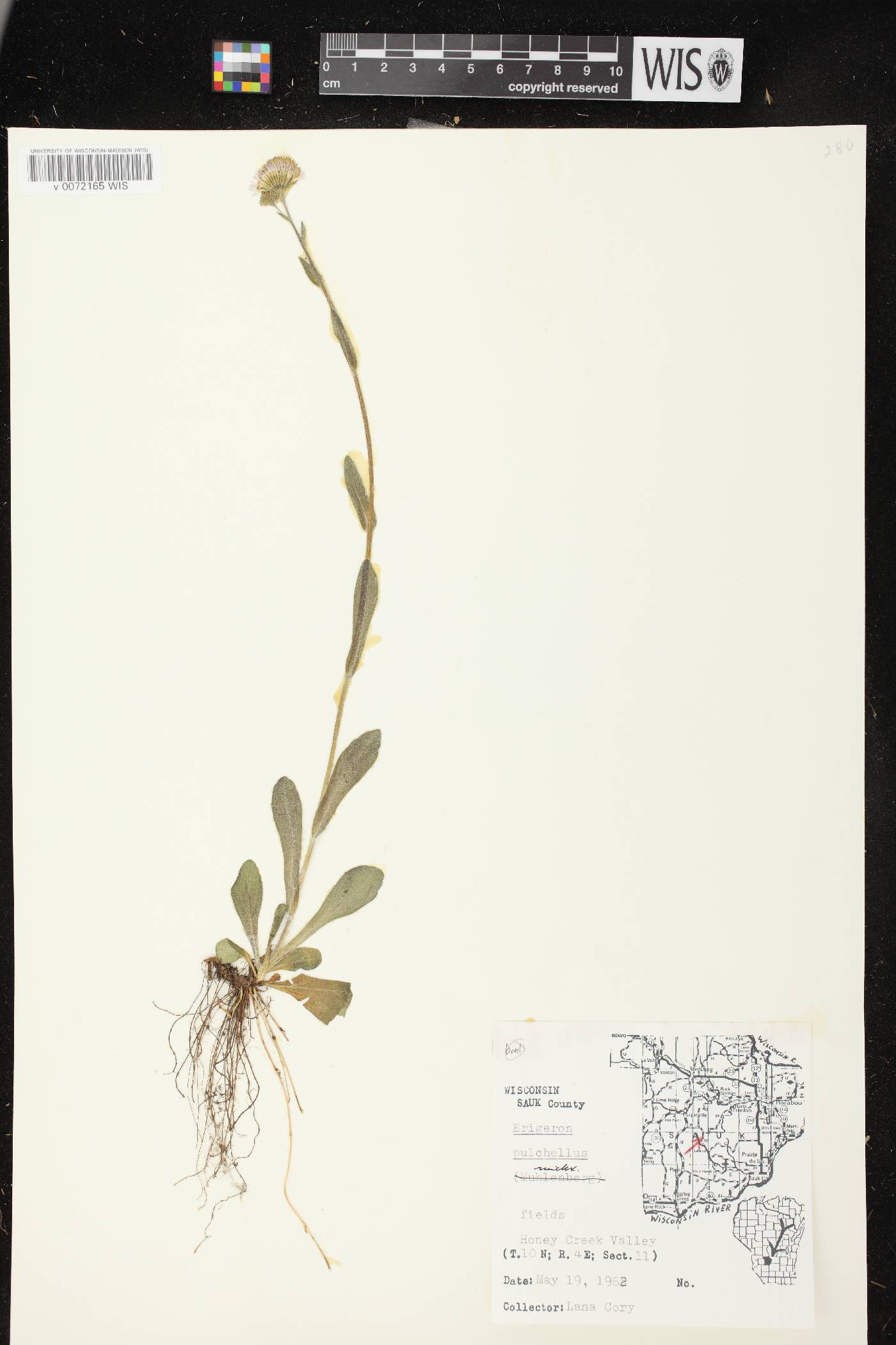 Erigeron pulchellus image
