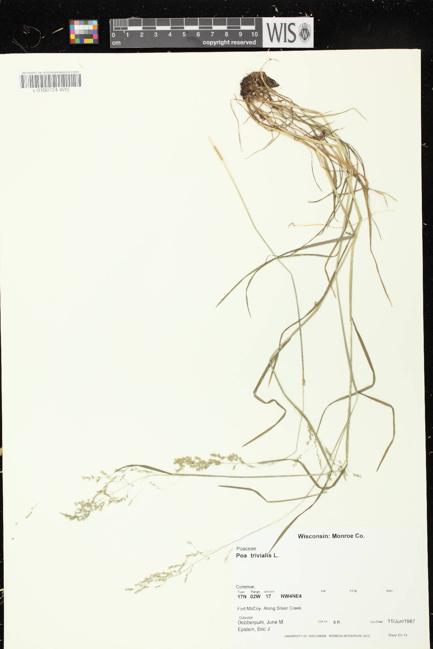 Poa trivialis image