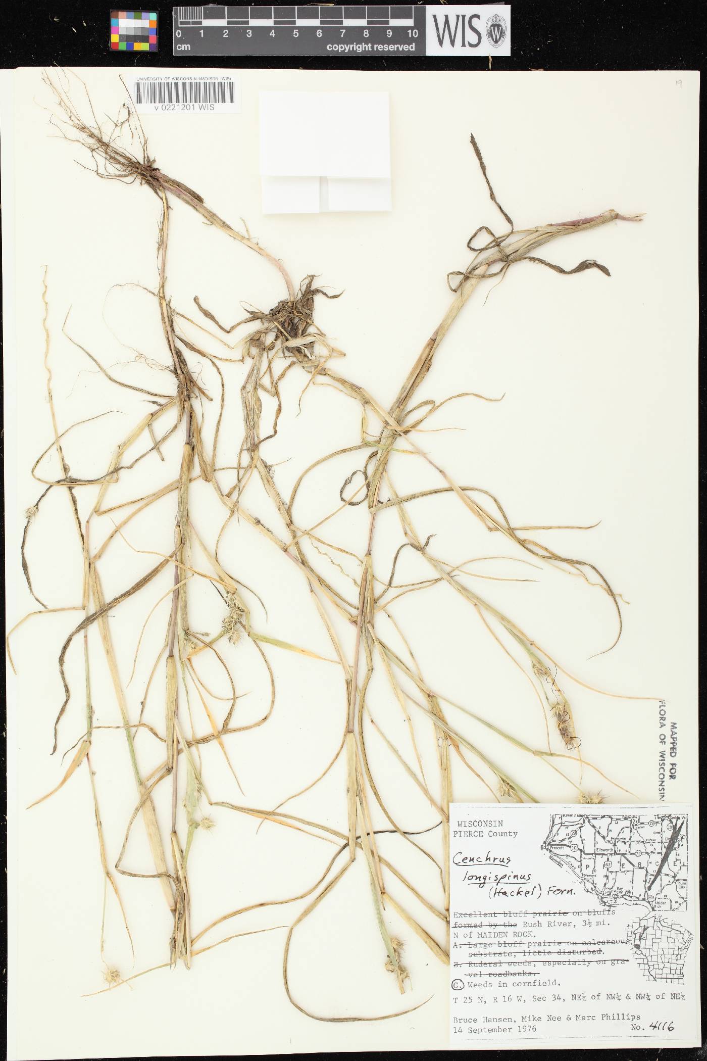 Cenchrus longispinus image