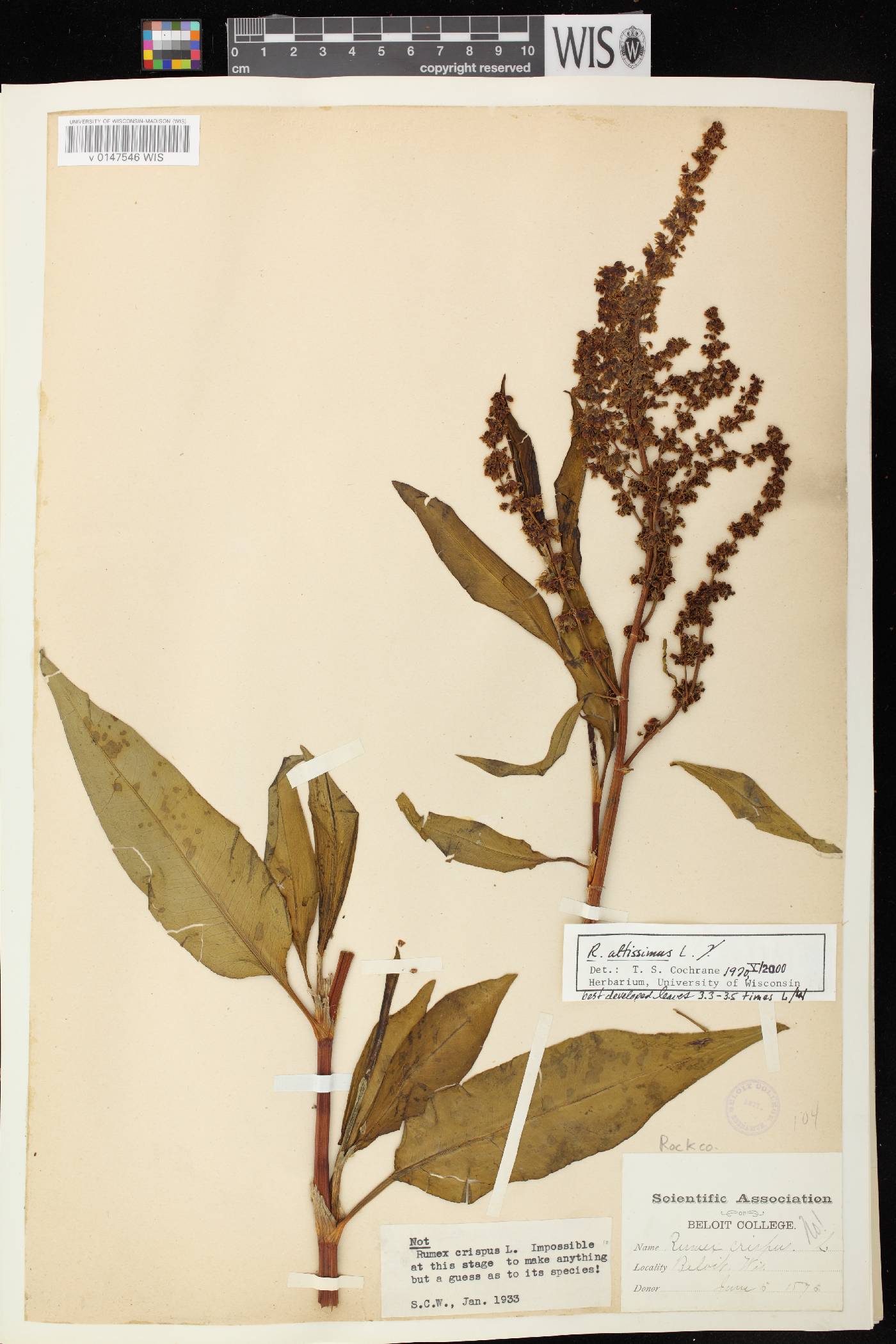 Rumex altissimus image