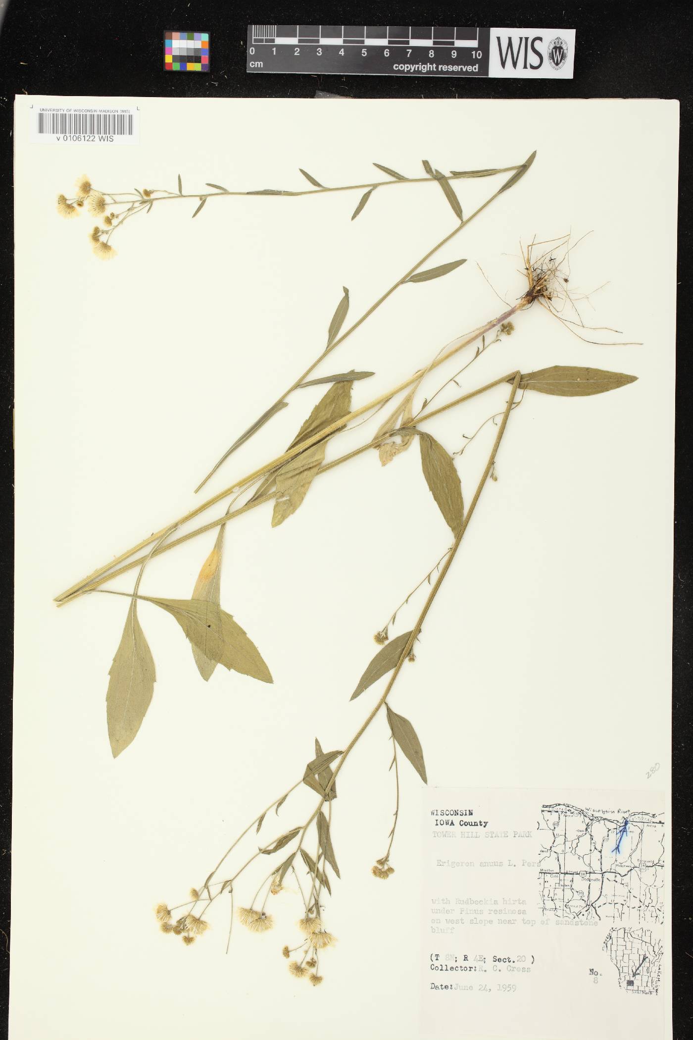 Erigeron annuus image