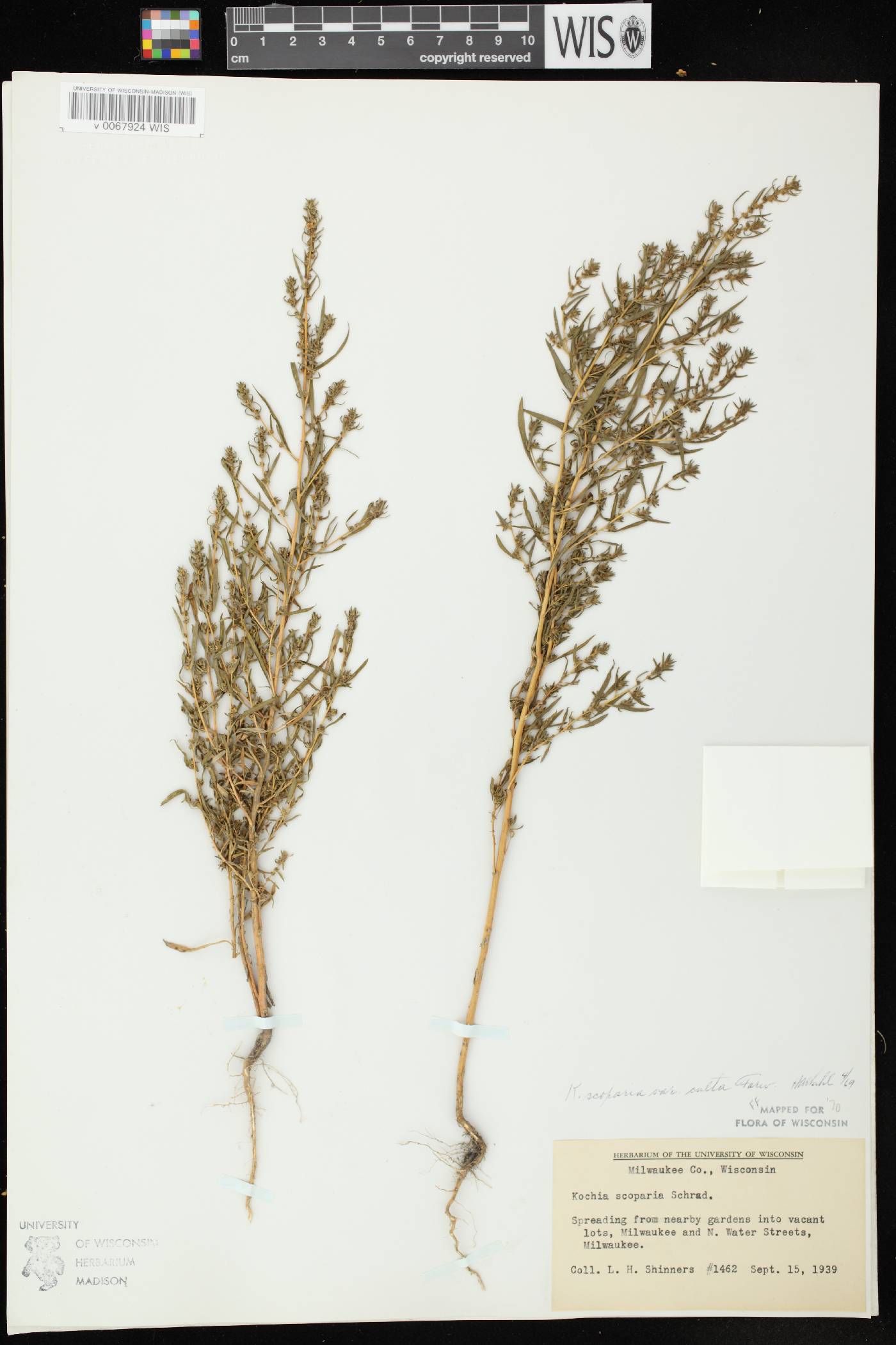 Bassia scoparia image