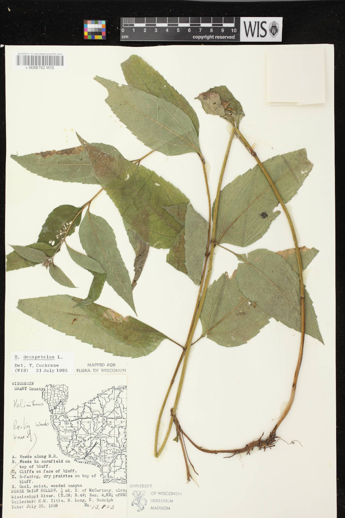 Helianthus decapetalus image