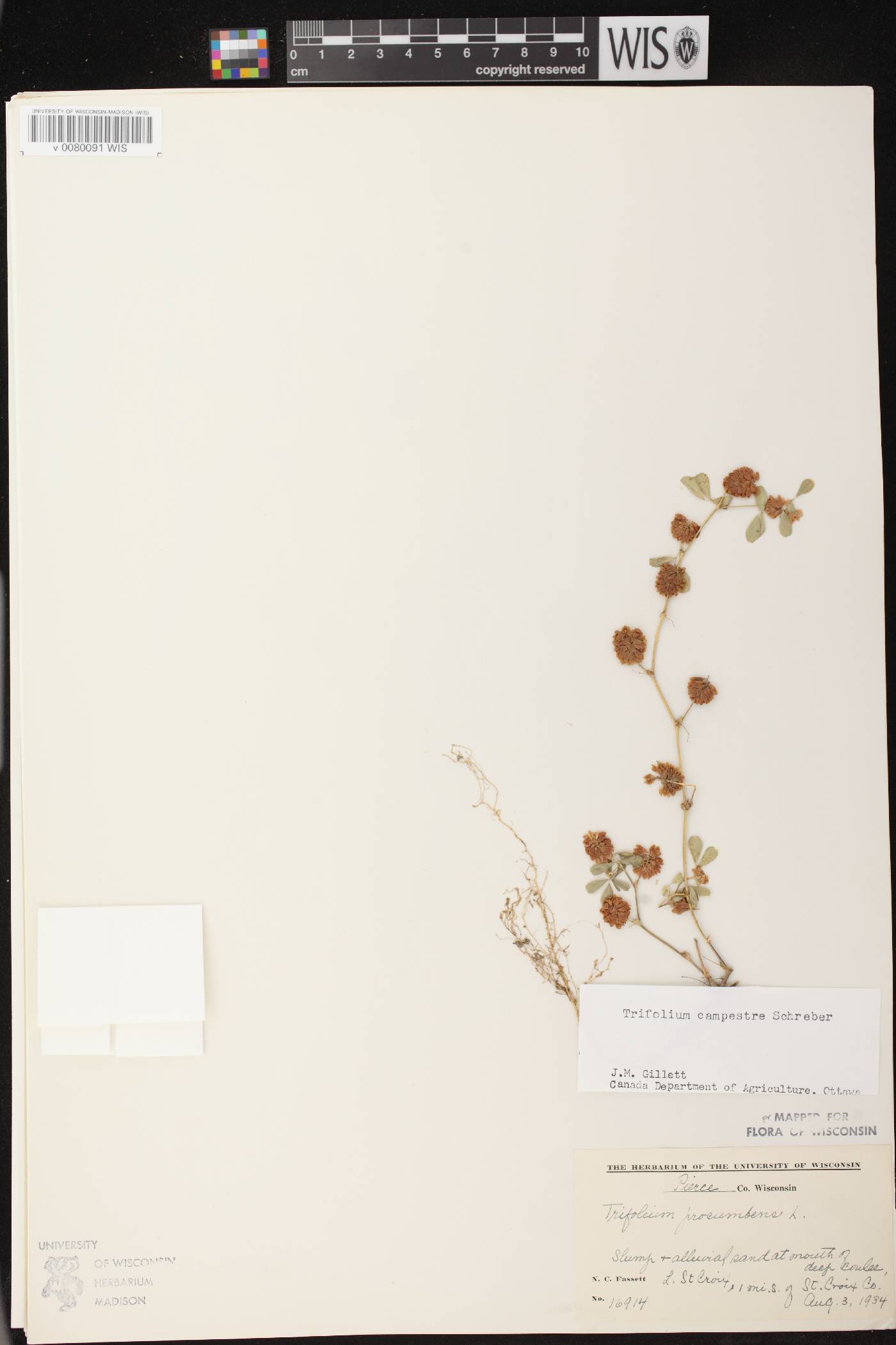 Trifolium campestre image