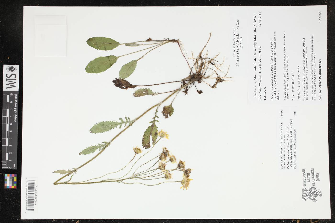 Packera paupercula image