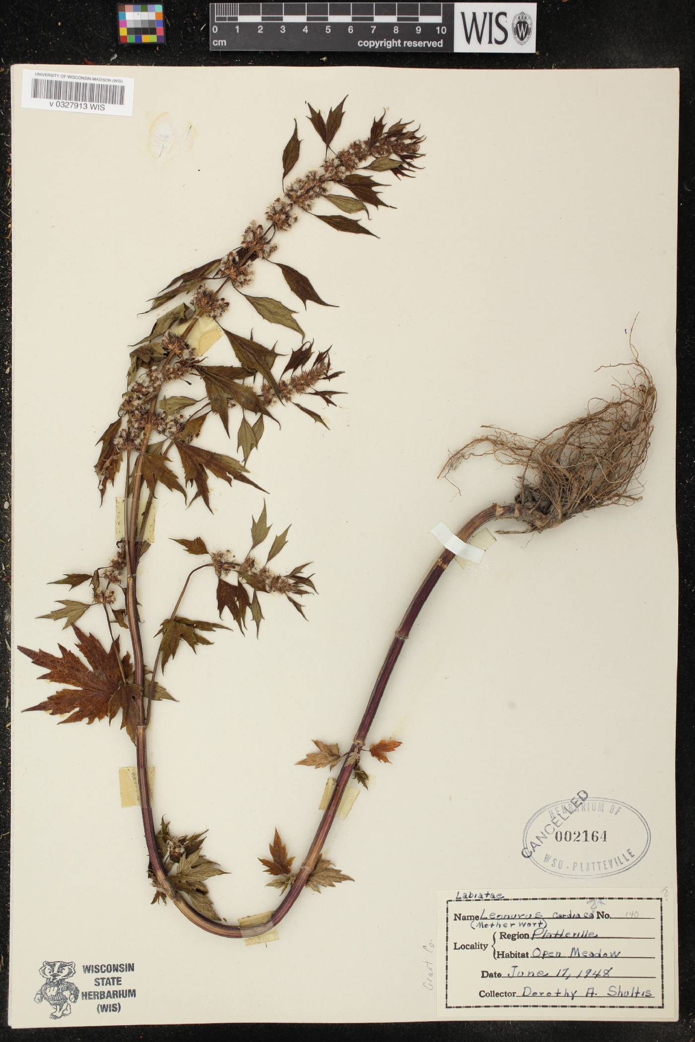 Leonurus cardiaca image