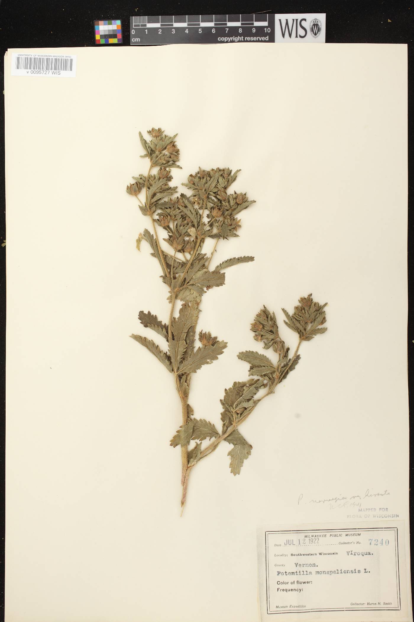 Potentilla norvegica image