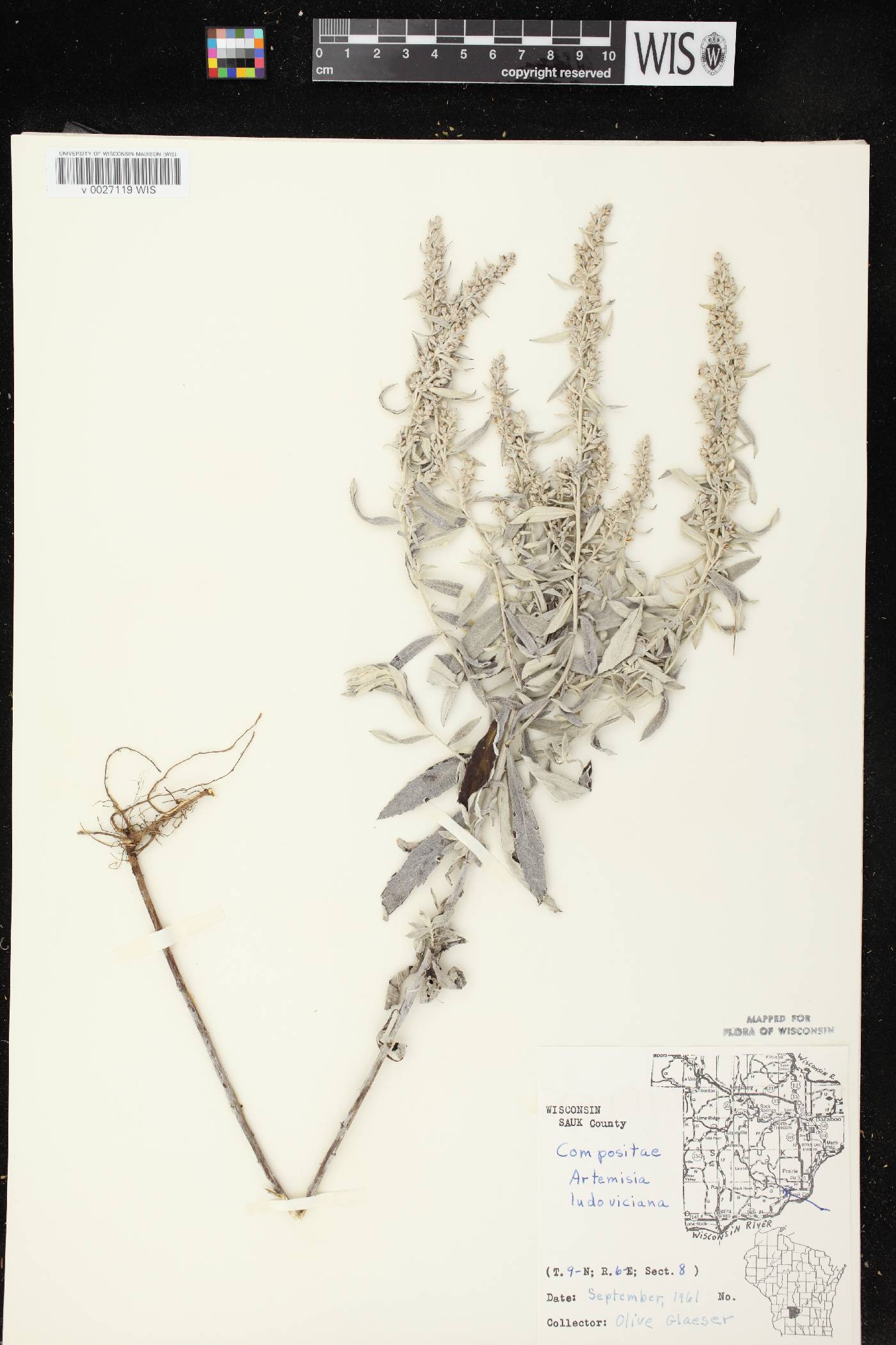 Artemisia ludoviciana image