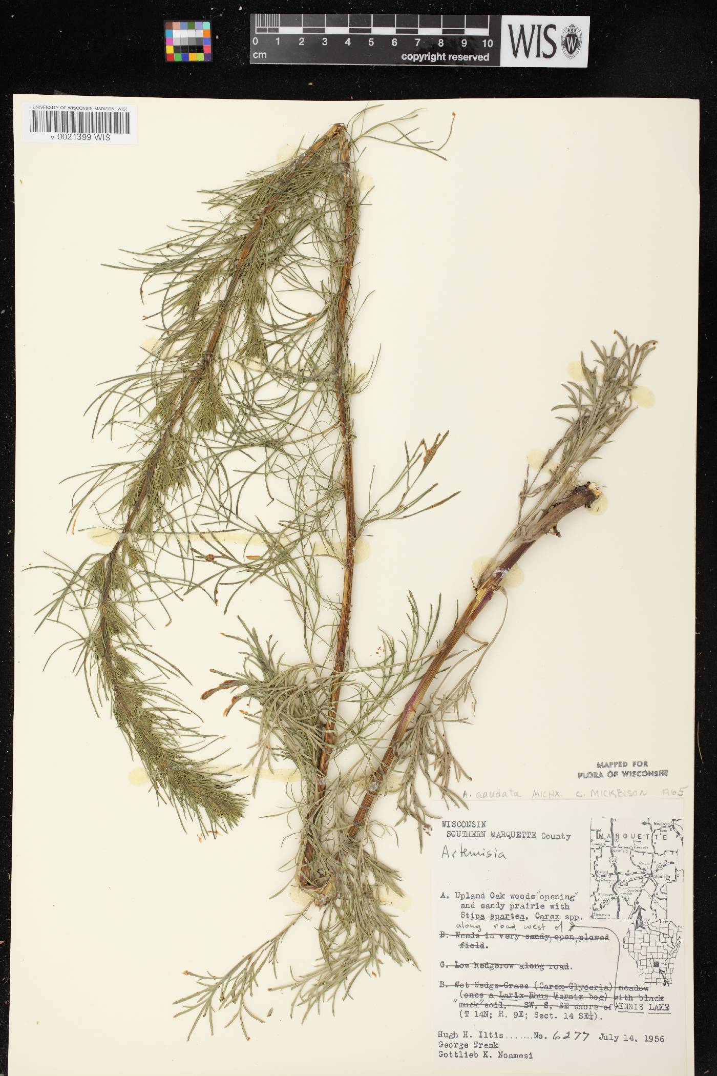 Artemisia campestris image