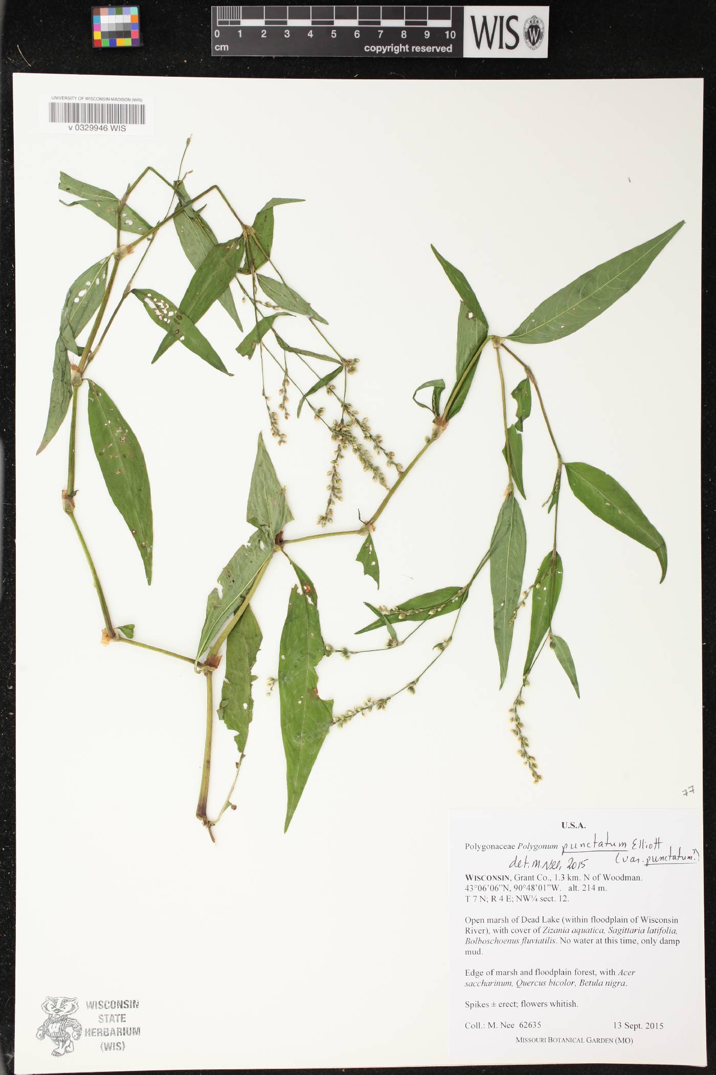 Persicaria punctata image