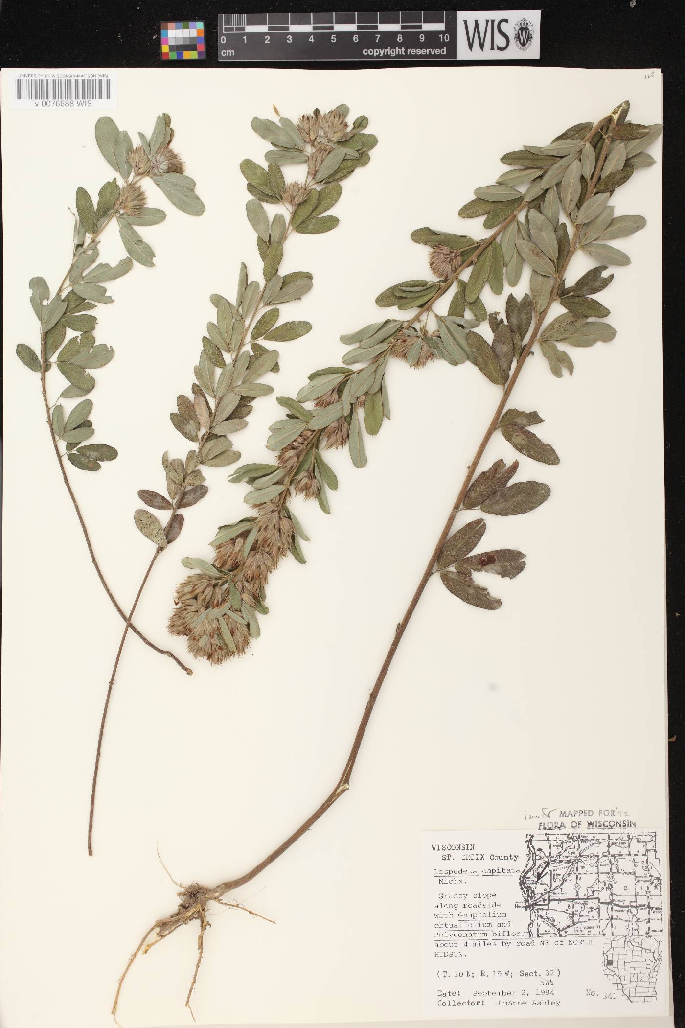 Lespedeza capitata image