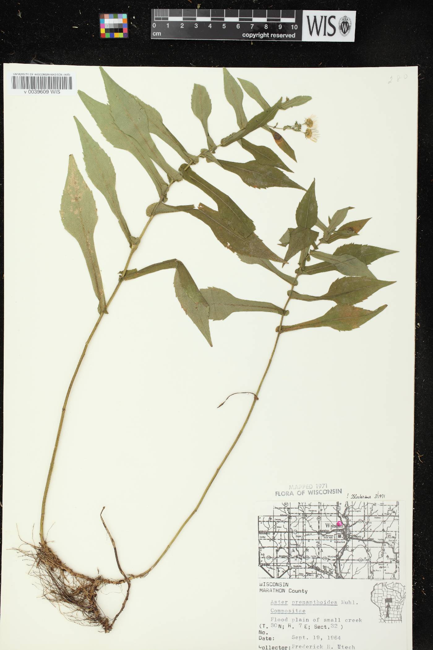 Symphyotrichum prenanthoides image