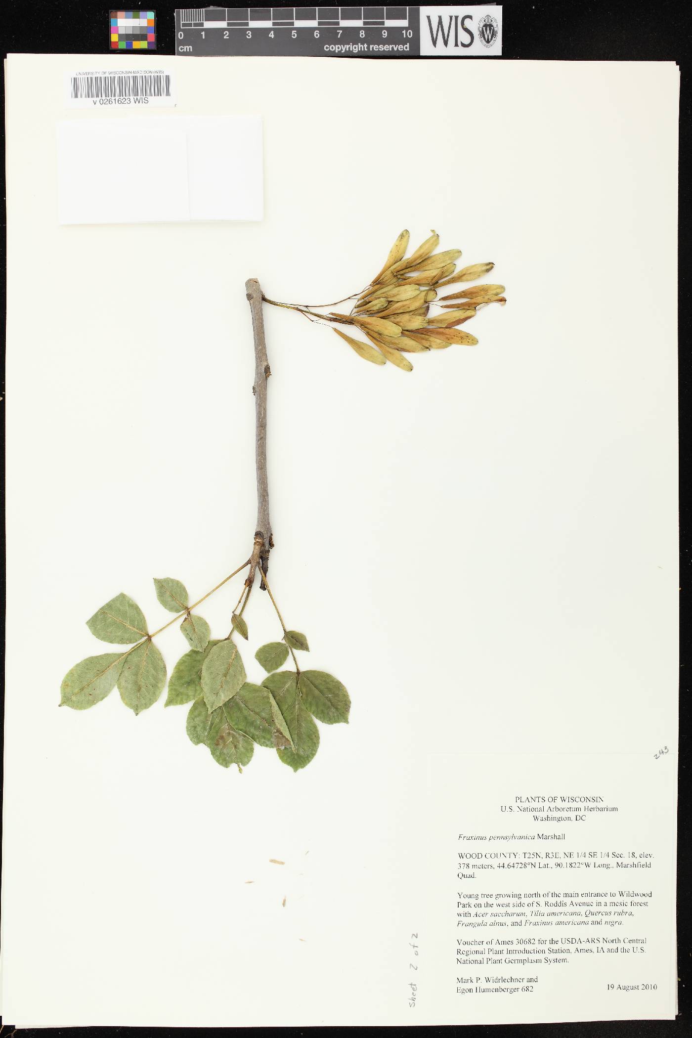 Fraxinus pennsylvanica image