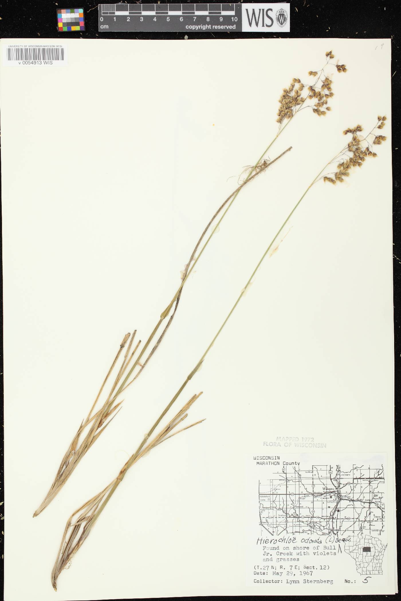 Anthoxanthum hirtum subsp. arcticum image