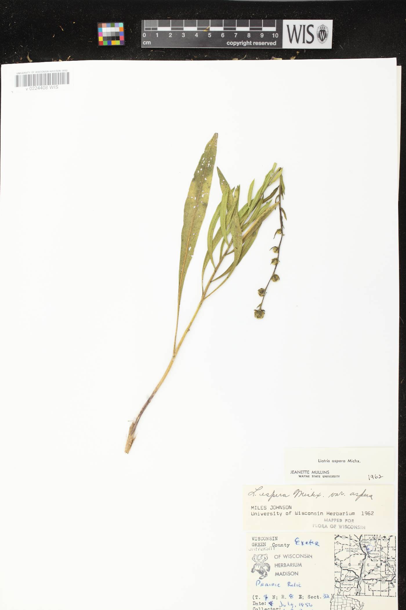 Liatris aspera image