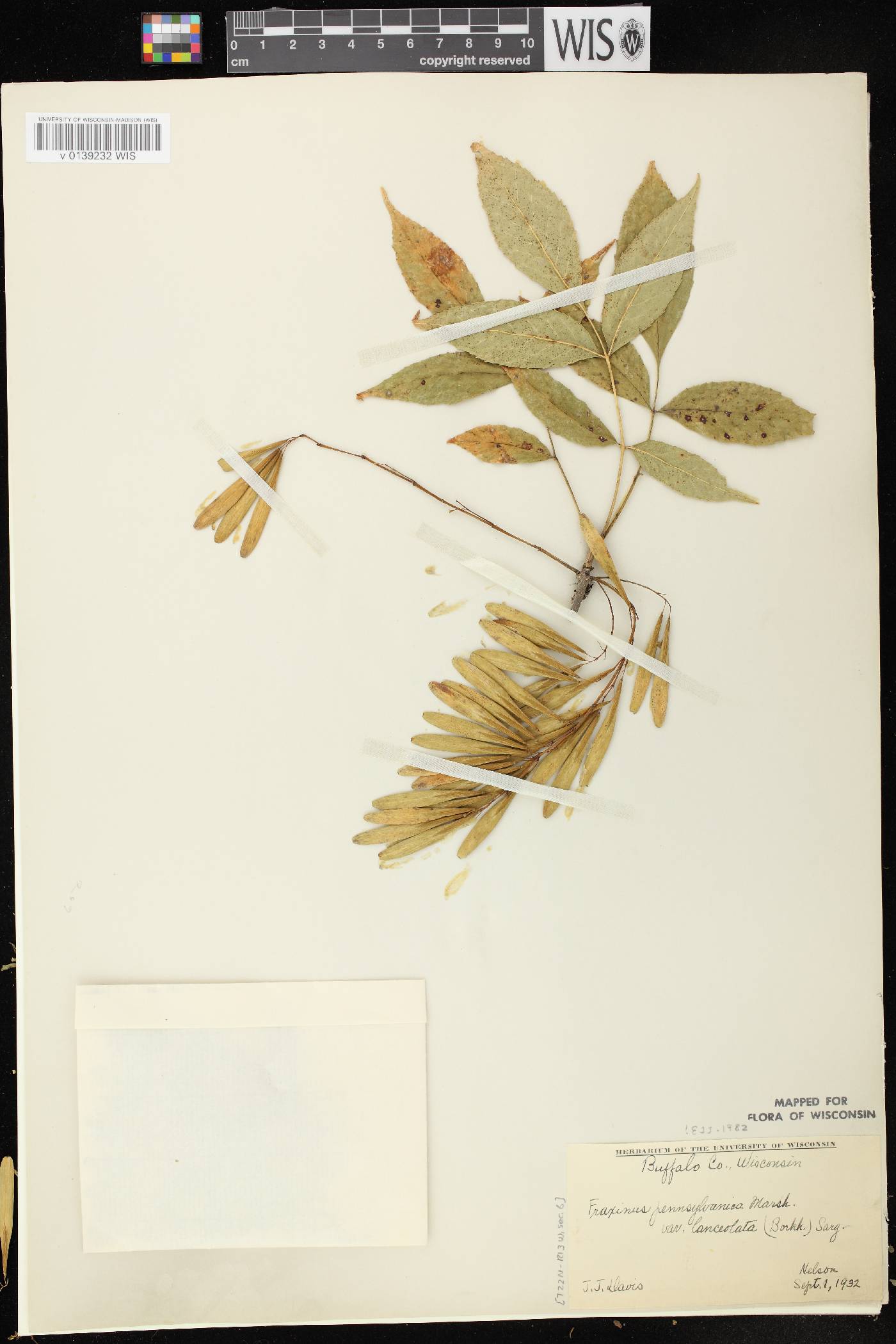 Fraxinus pennsylvanica image