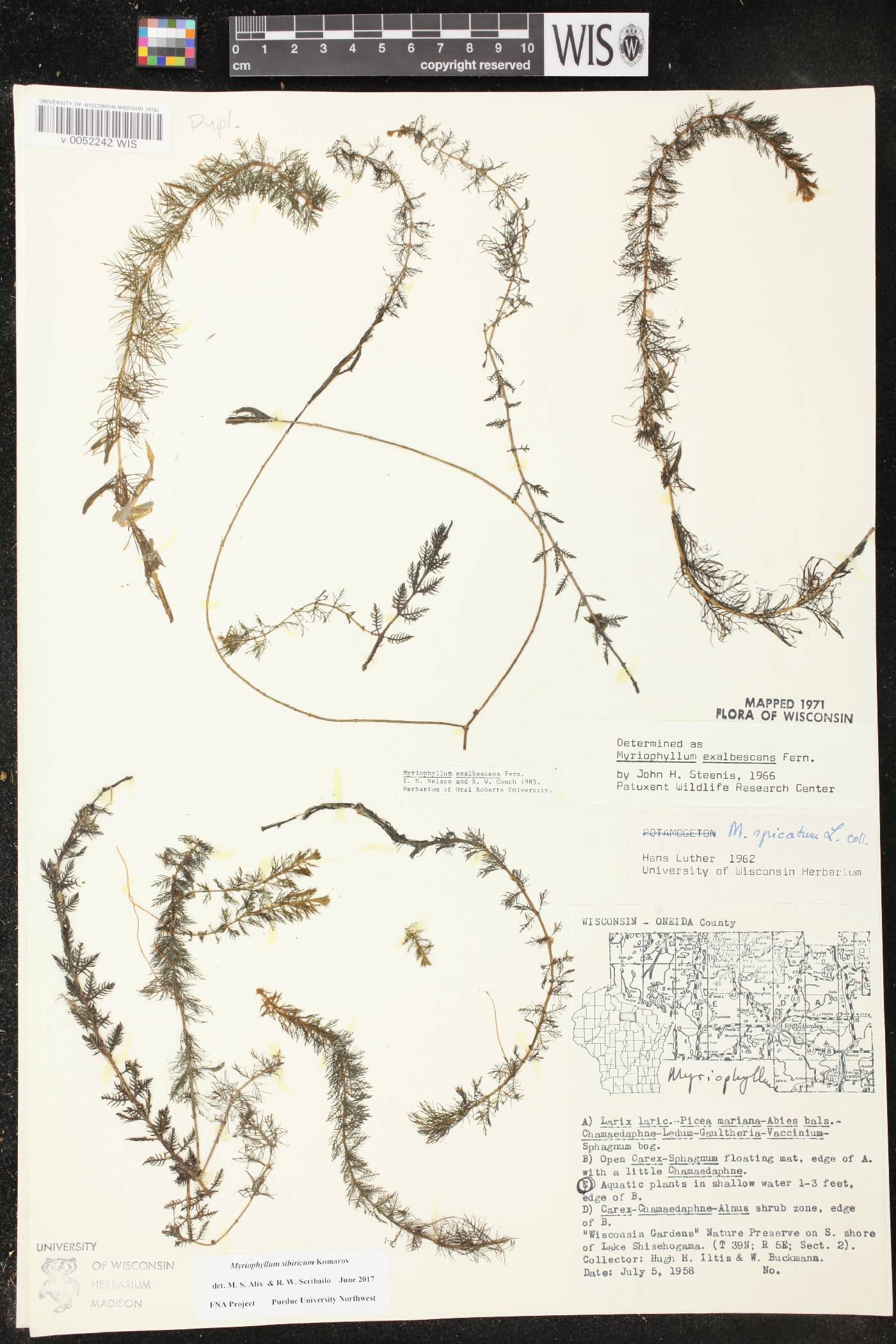 Myriophyllum sibiricum image