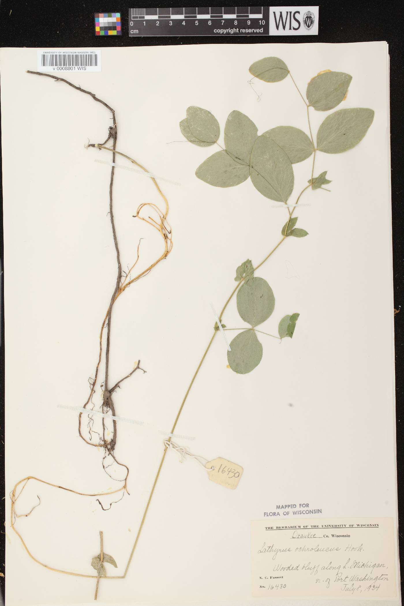 Lathyrus ochroleucus image