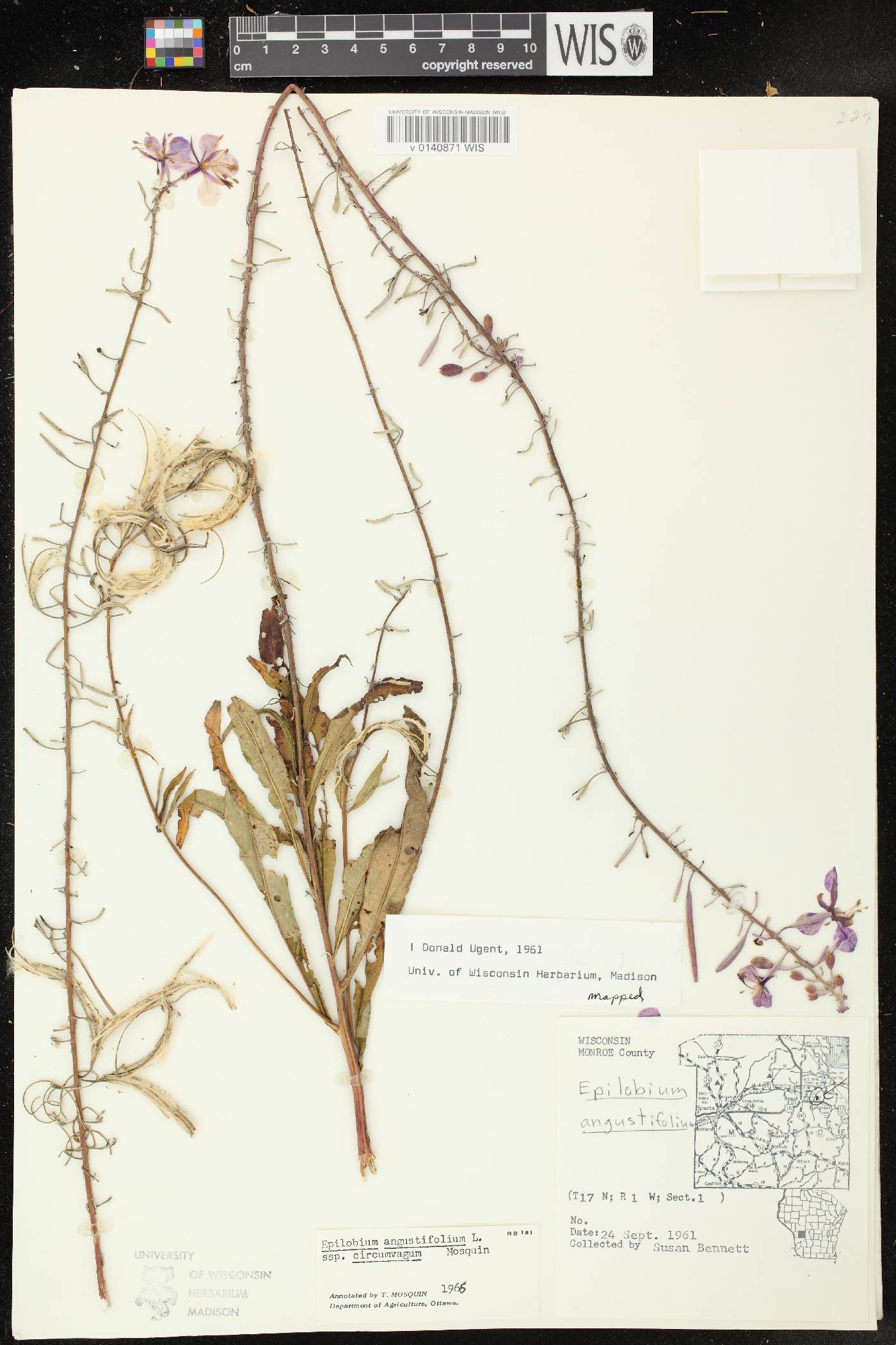Chamerion angustifolium subsp. circumvagum image