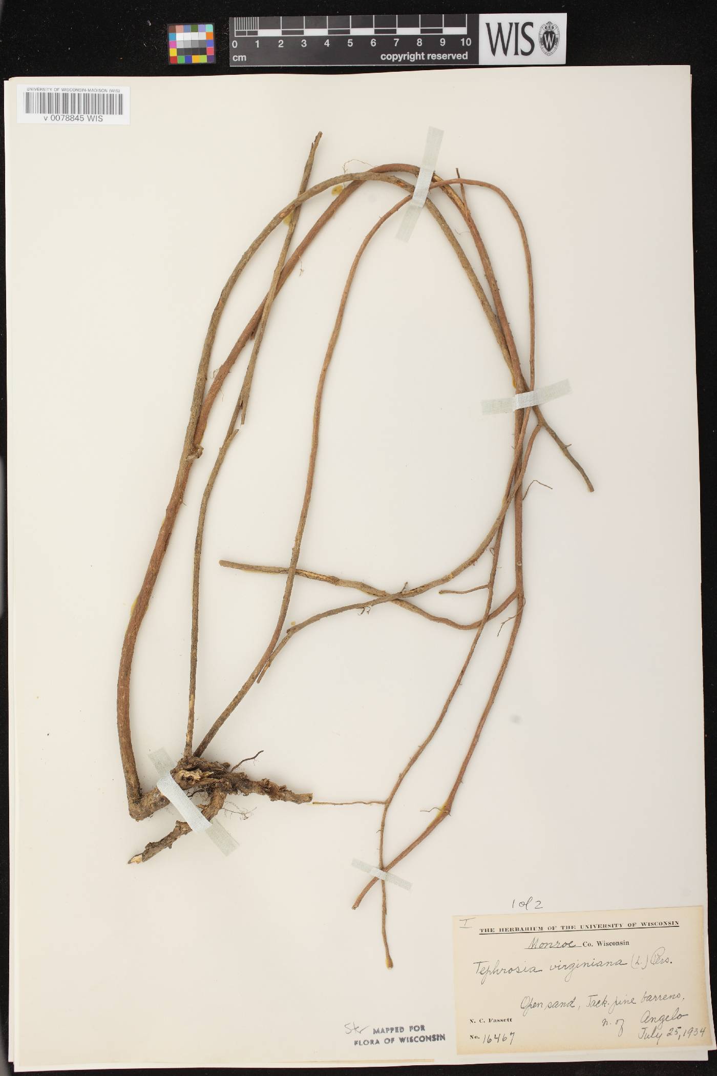 Tephrosia virginiana image