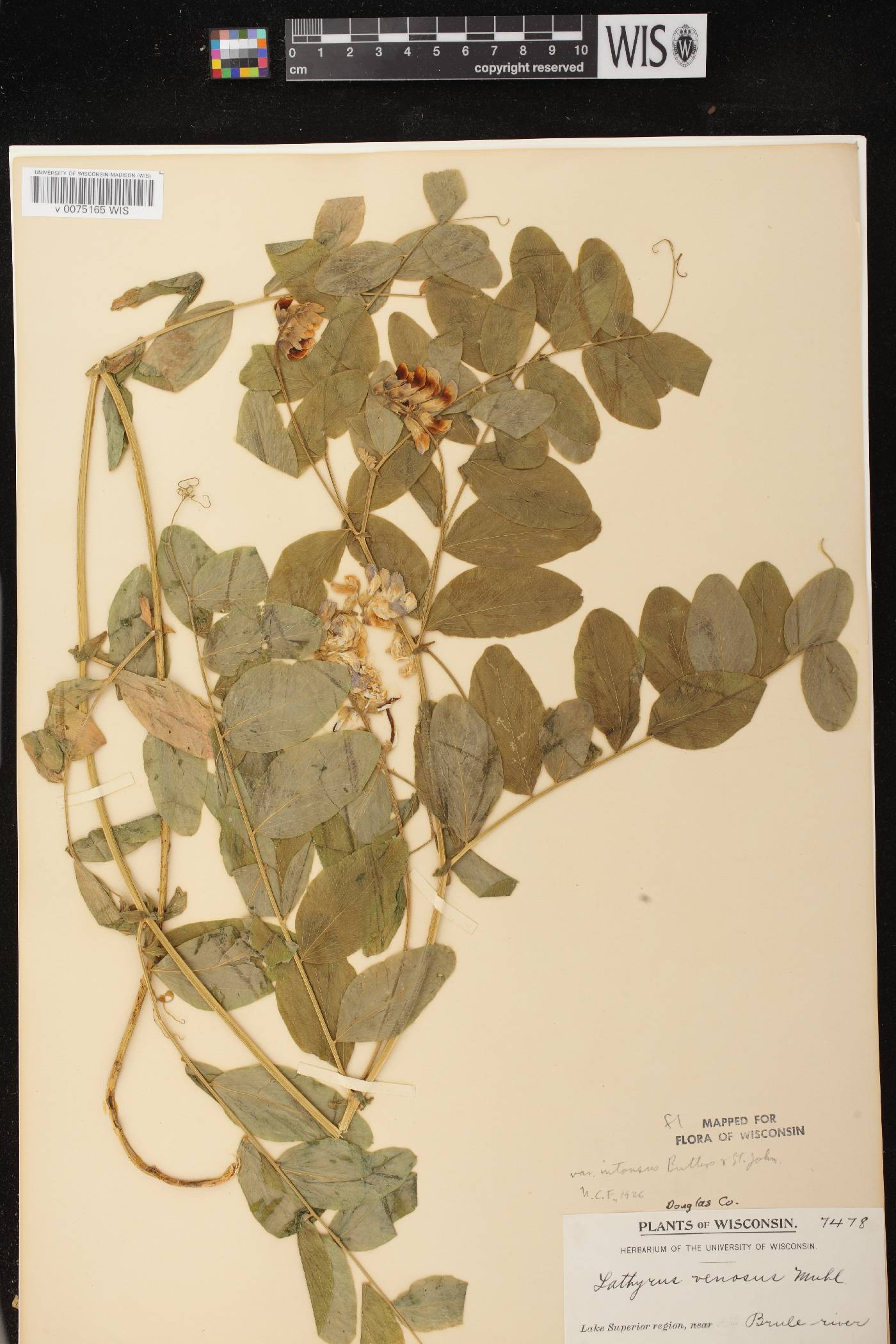 Lathyrus venosus image