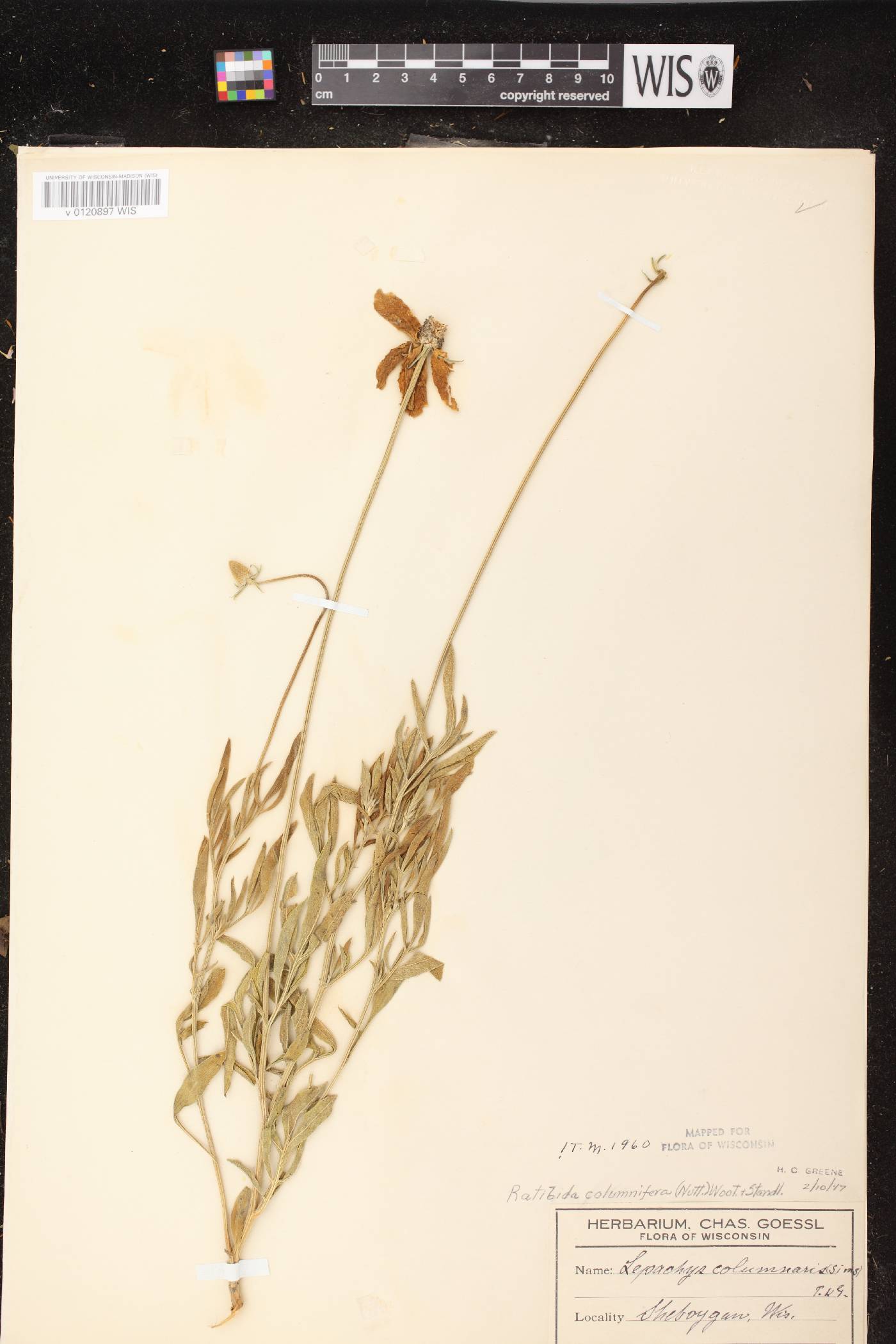 Ratibida columnifera image